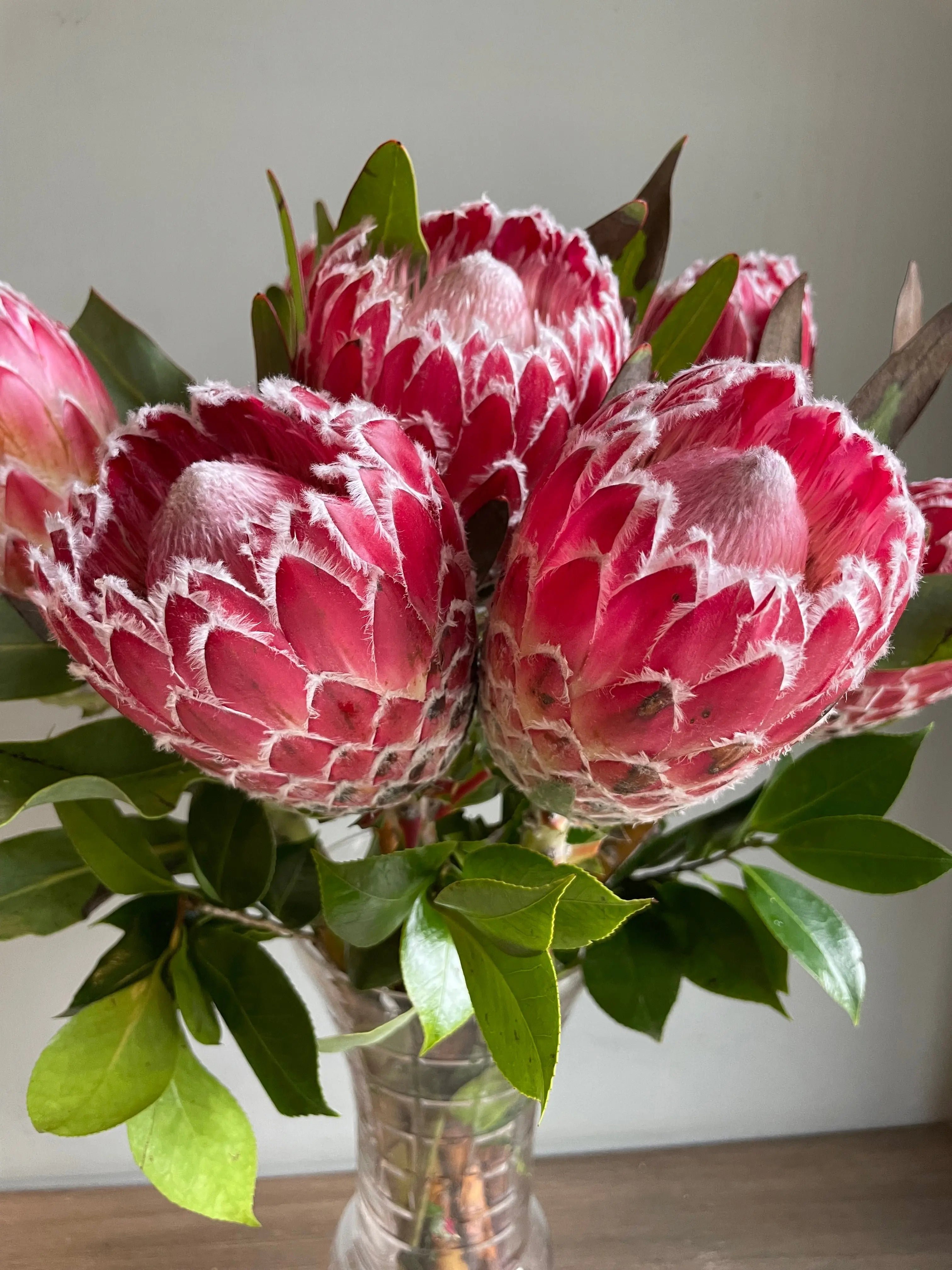 Queen Protea 1magnolialane