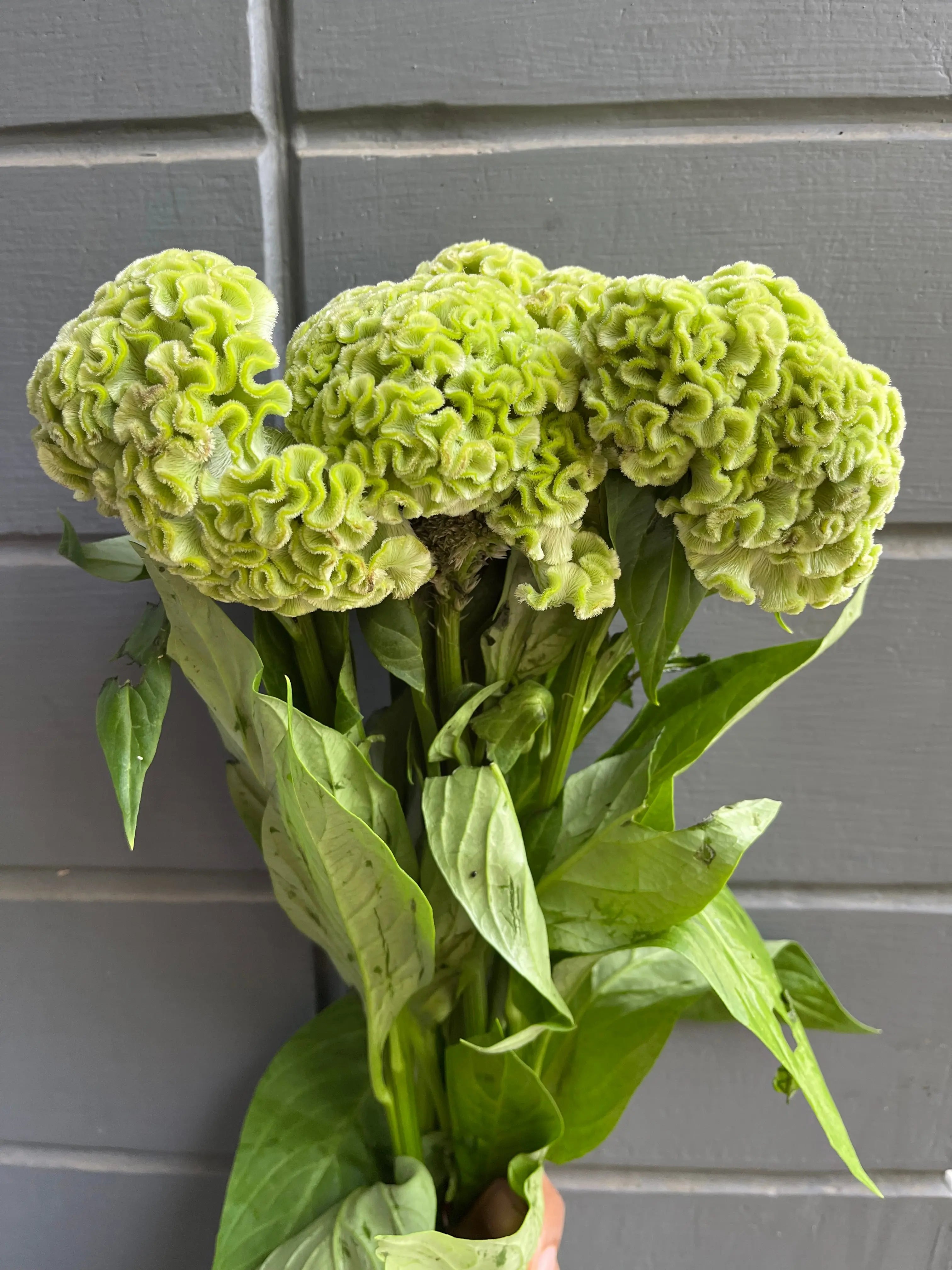 Cockscomb 1magnolialane