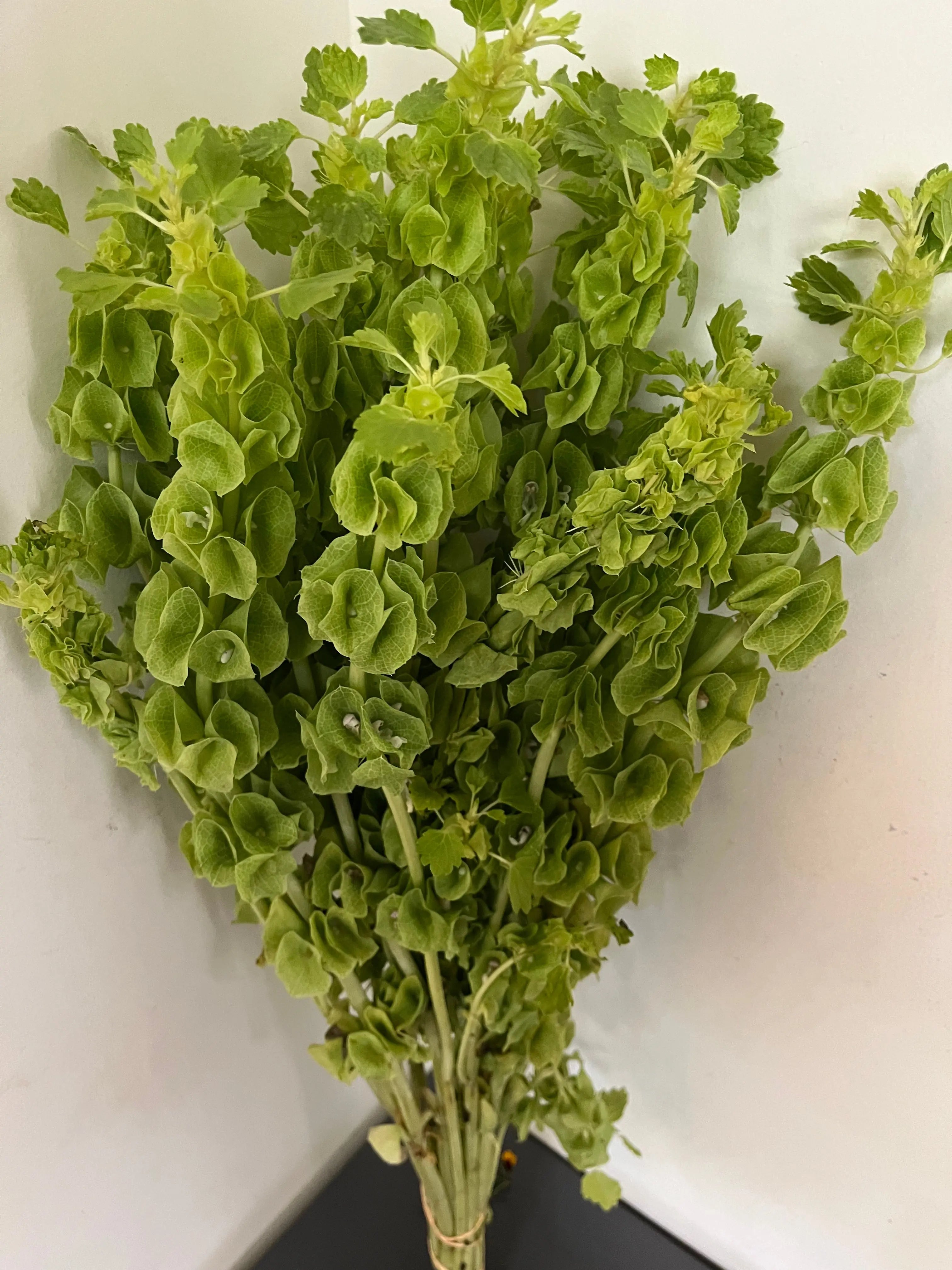 Bells-of-Ireland 1magnolialane