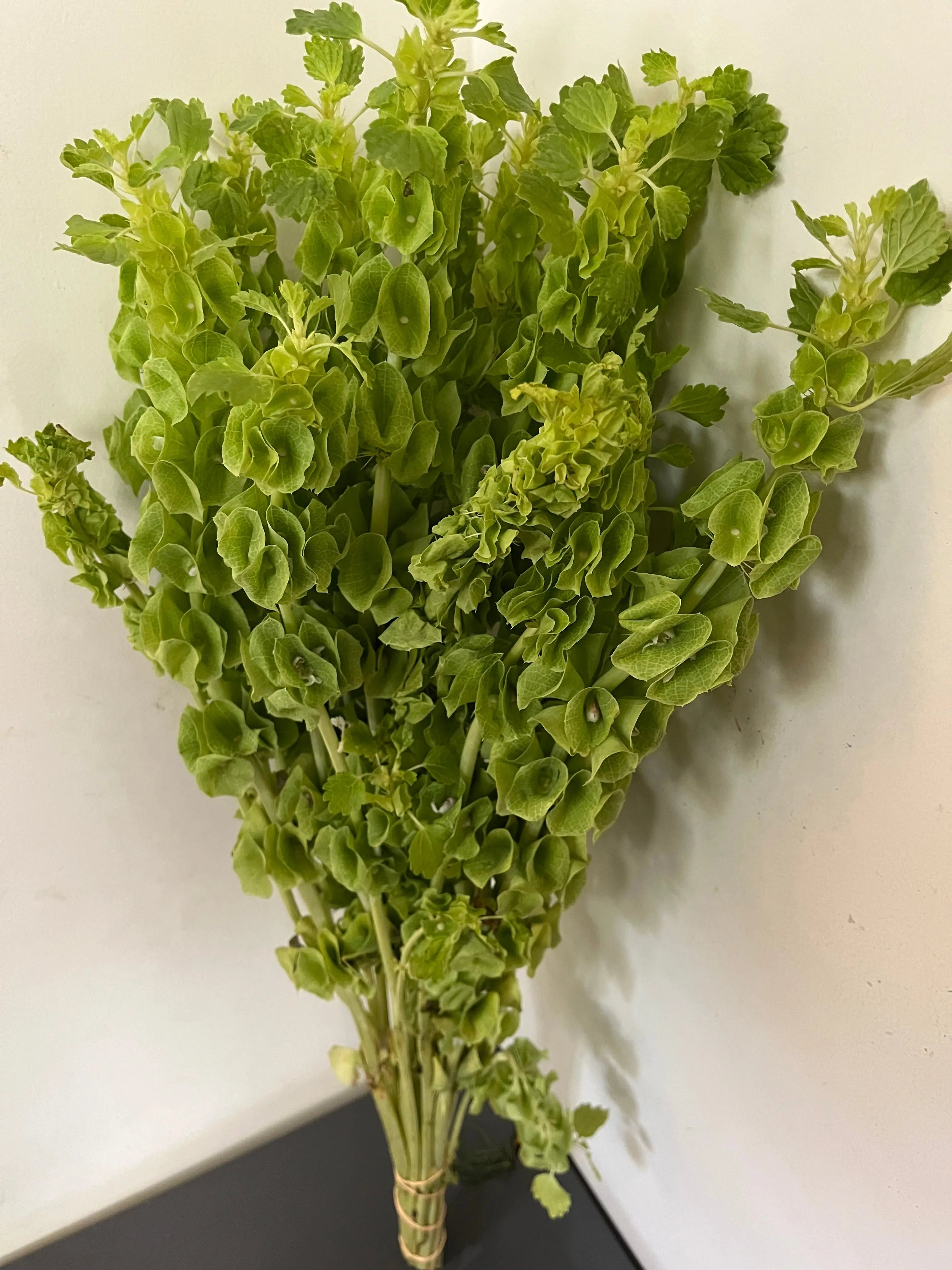 Bells-of-Ireland 1magnolialane