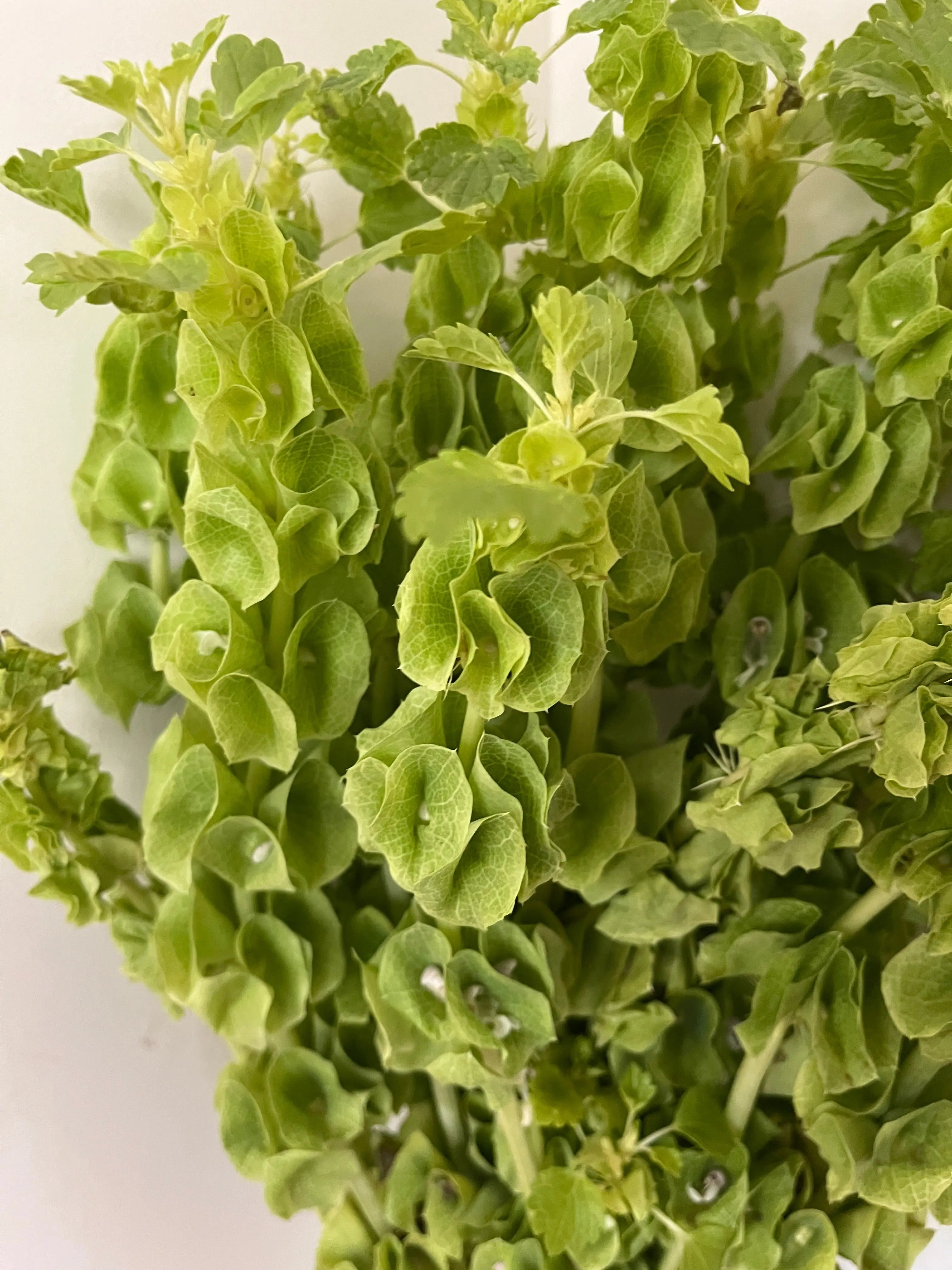 Bells-of-Ireland 1magnolialane