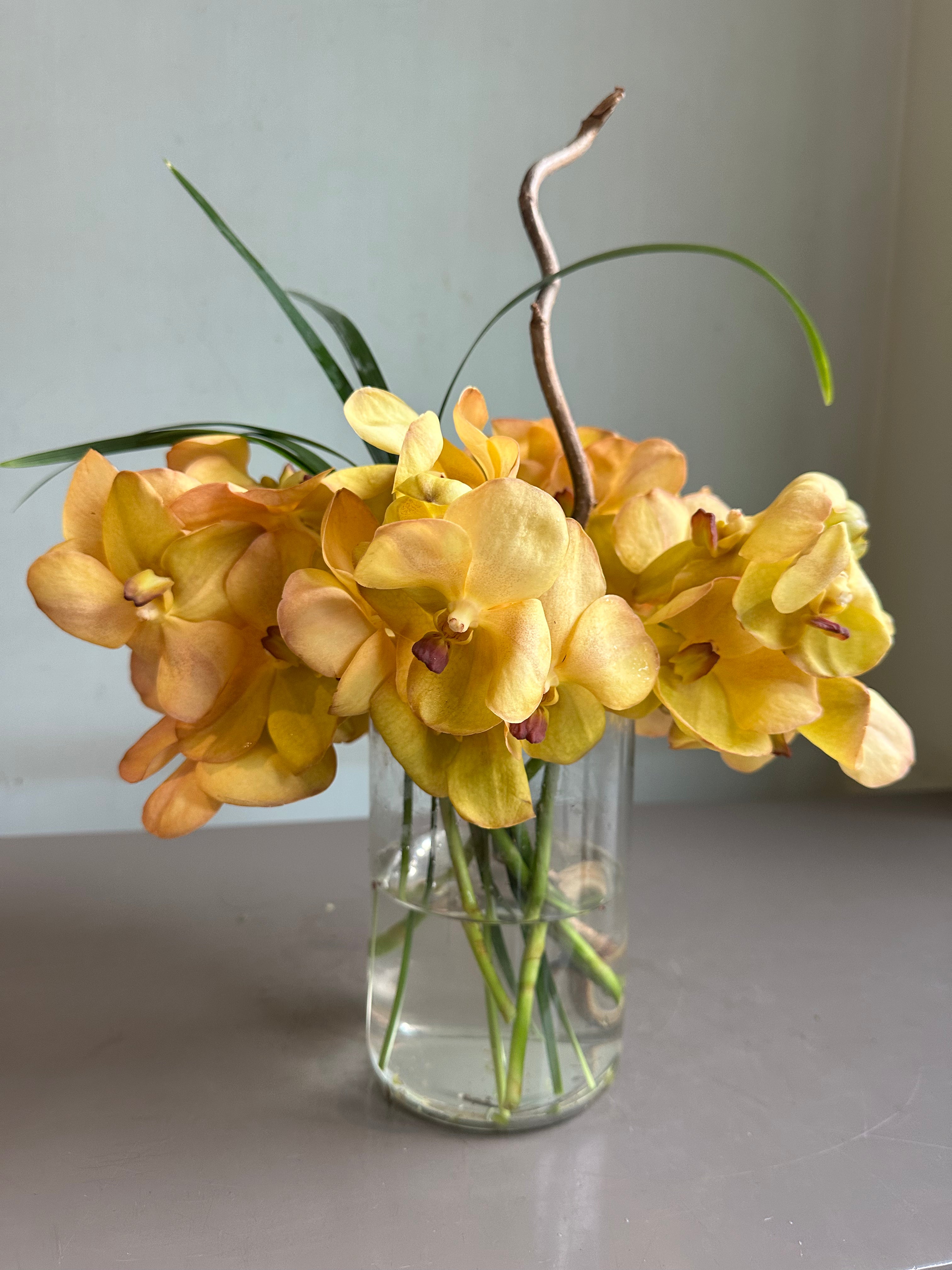 Orchid Sunrise 1magnolialane
