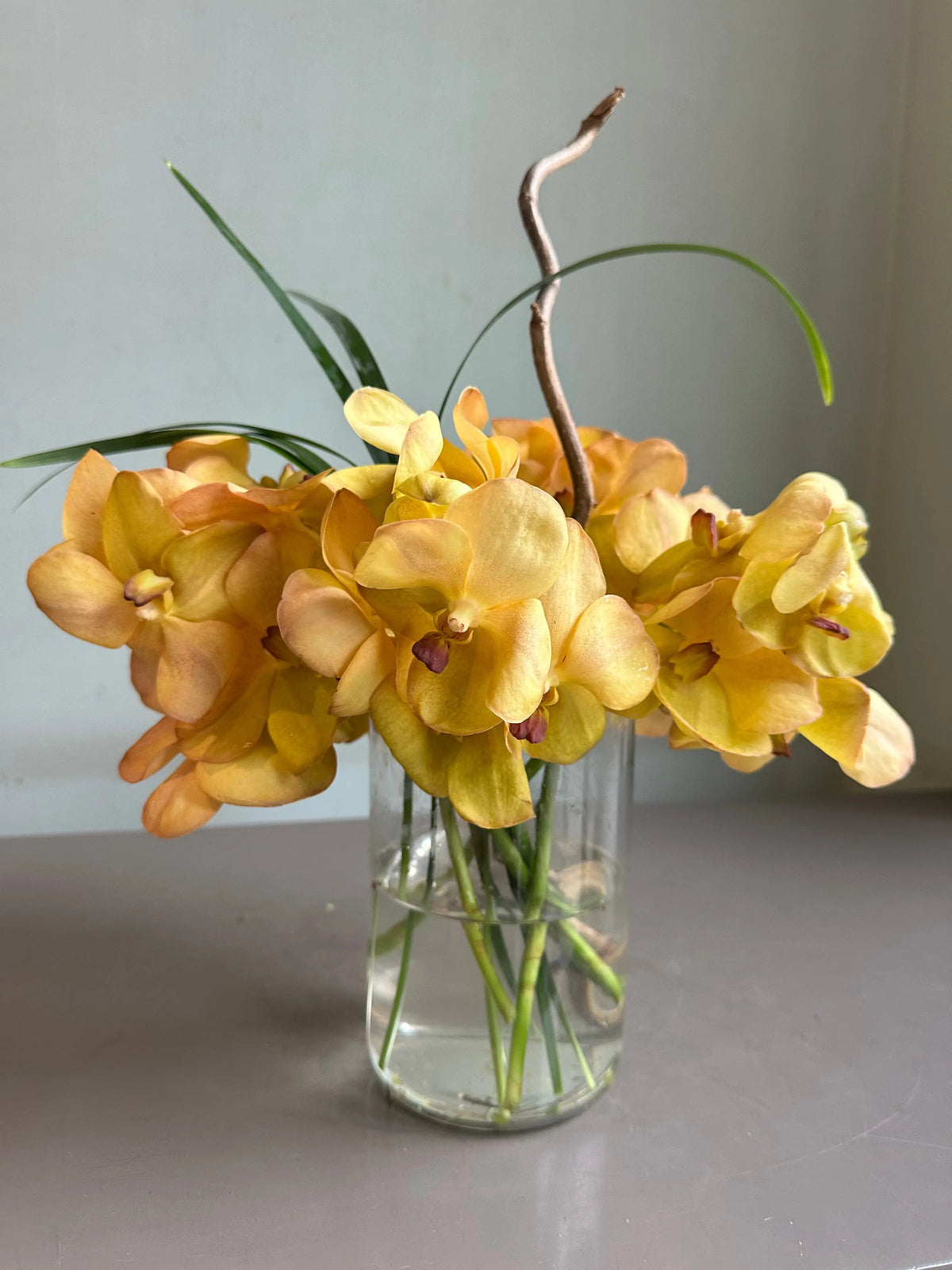 Orchid Sunrise 1magnolialane