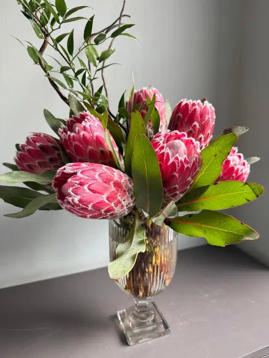 Prosperous Protea 1magnolialane