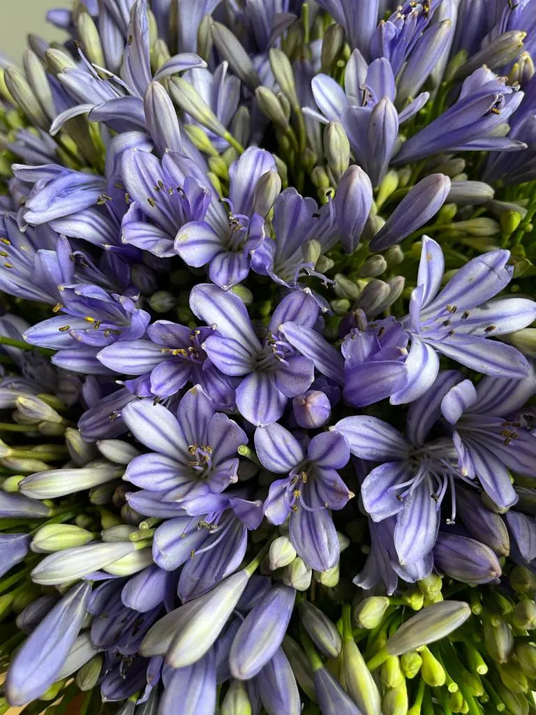 Agapanthus 1magnolialane