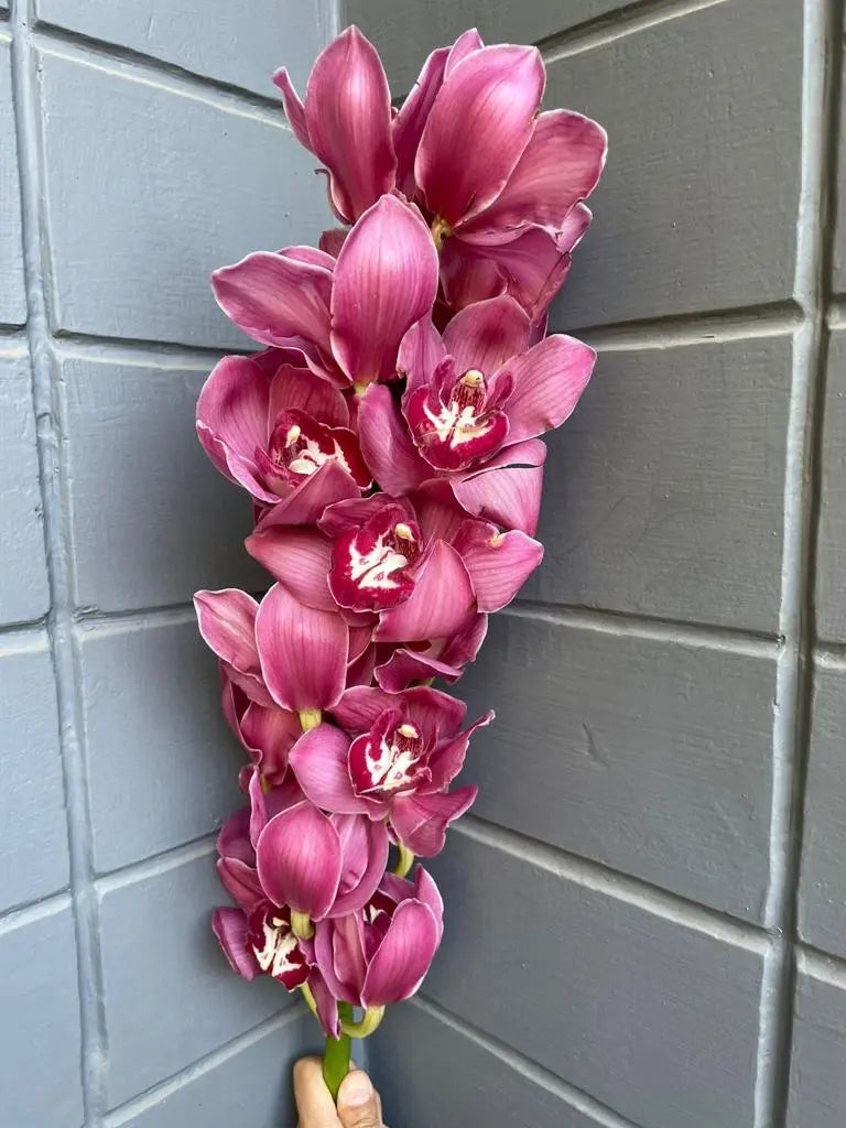 Cymbidium 1magnolialane