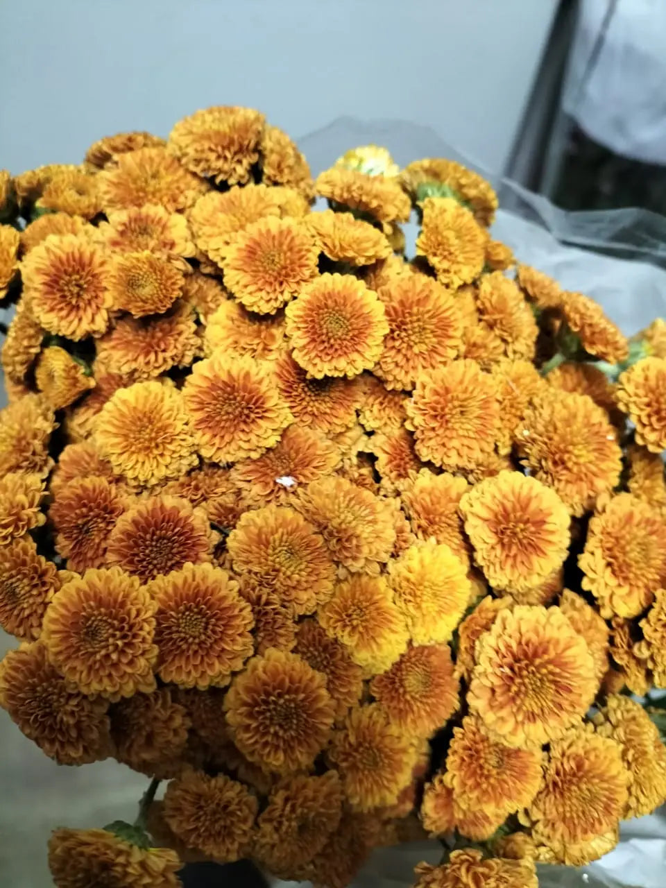 Chrysanthemum 1magnolialane
