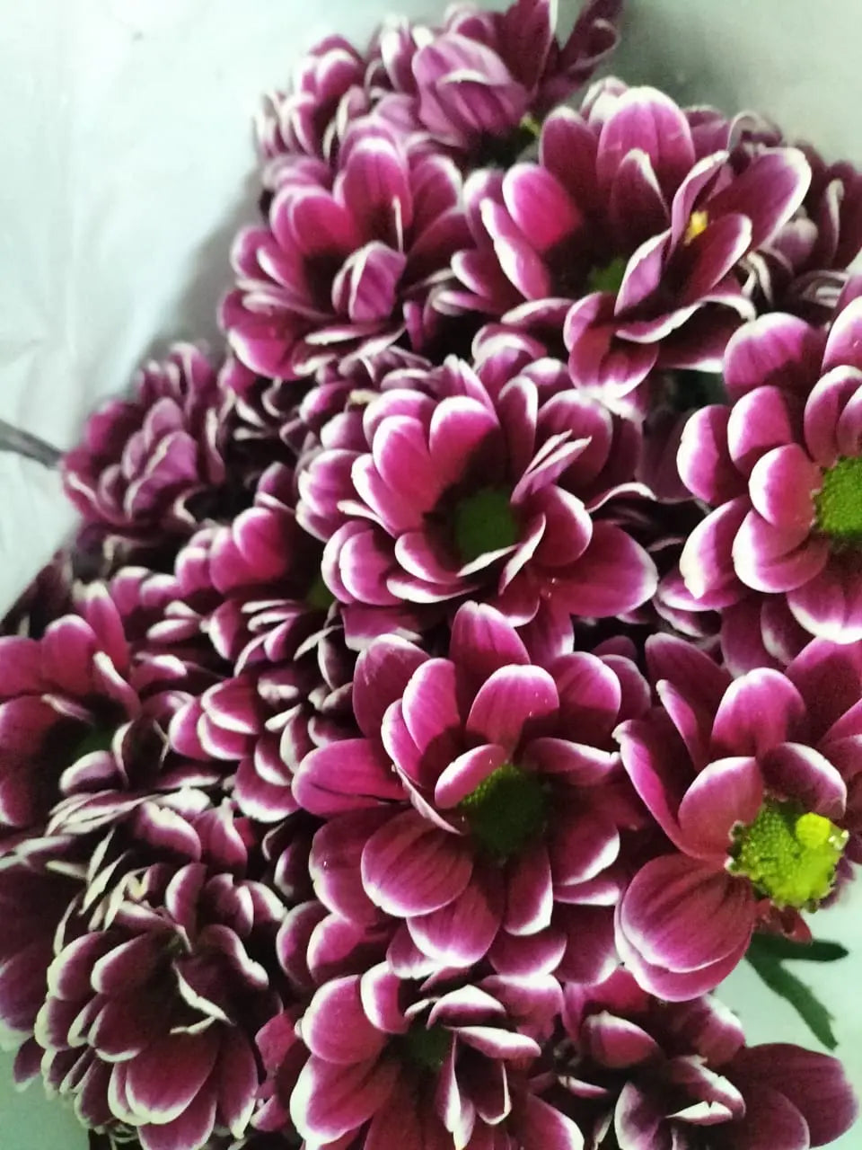 Chrysanthemum 1magnolialane