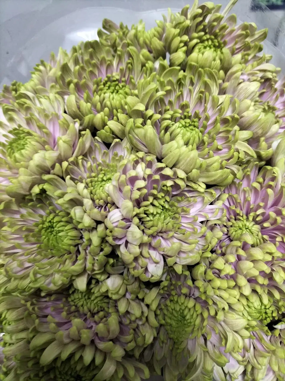 Chrysanthemum 1magnolialane