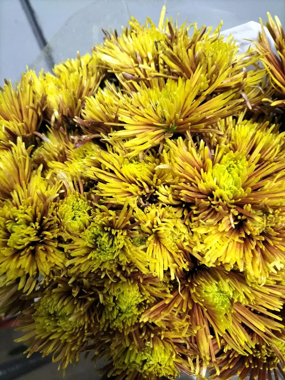 Chrysanthemum 1magnolialane