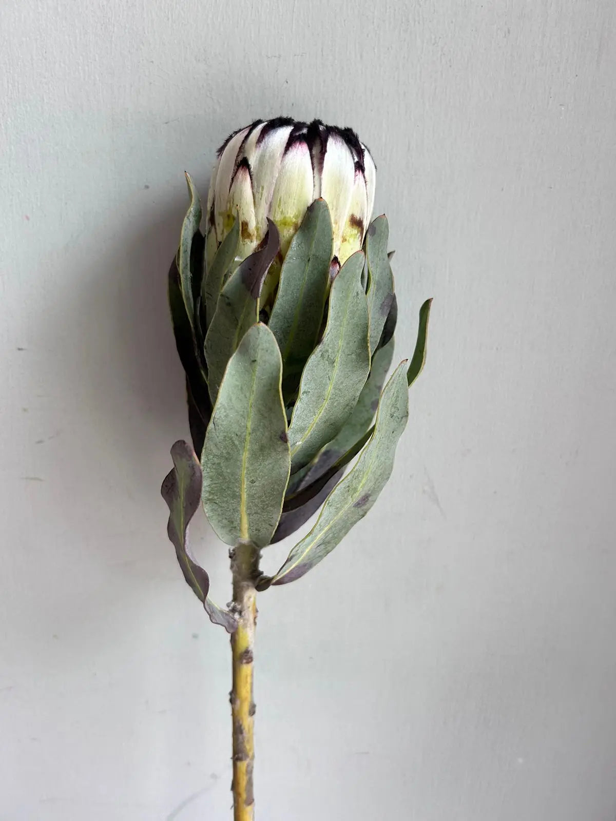 Protea 1magnolialane