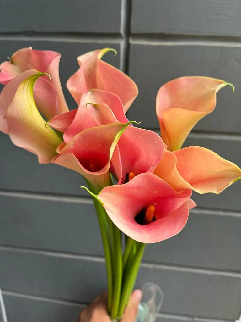 Calla Lily 1magnolialane