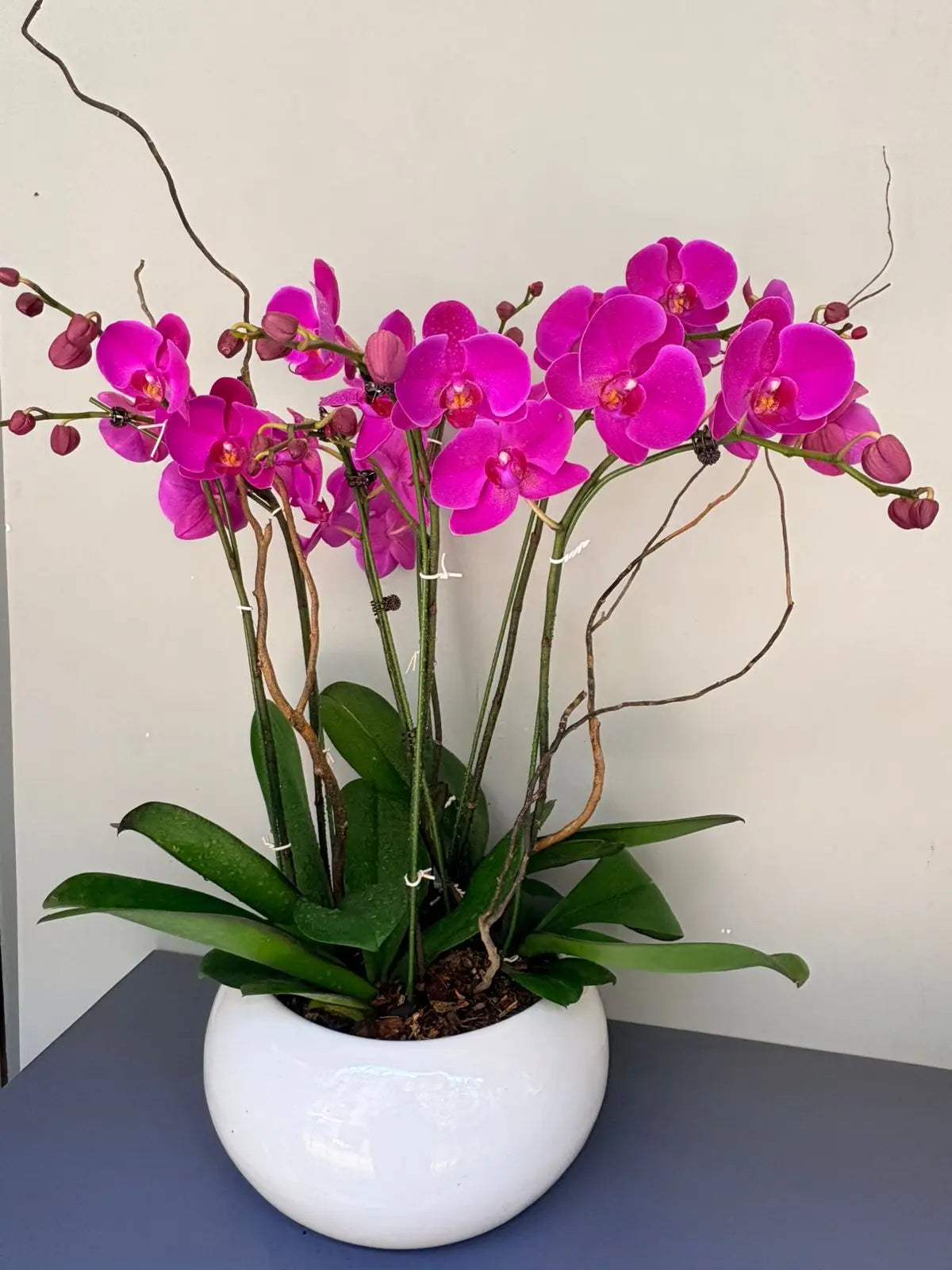 Phalaenopsis Plants - Pink 1magnolialane