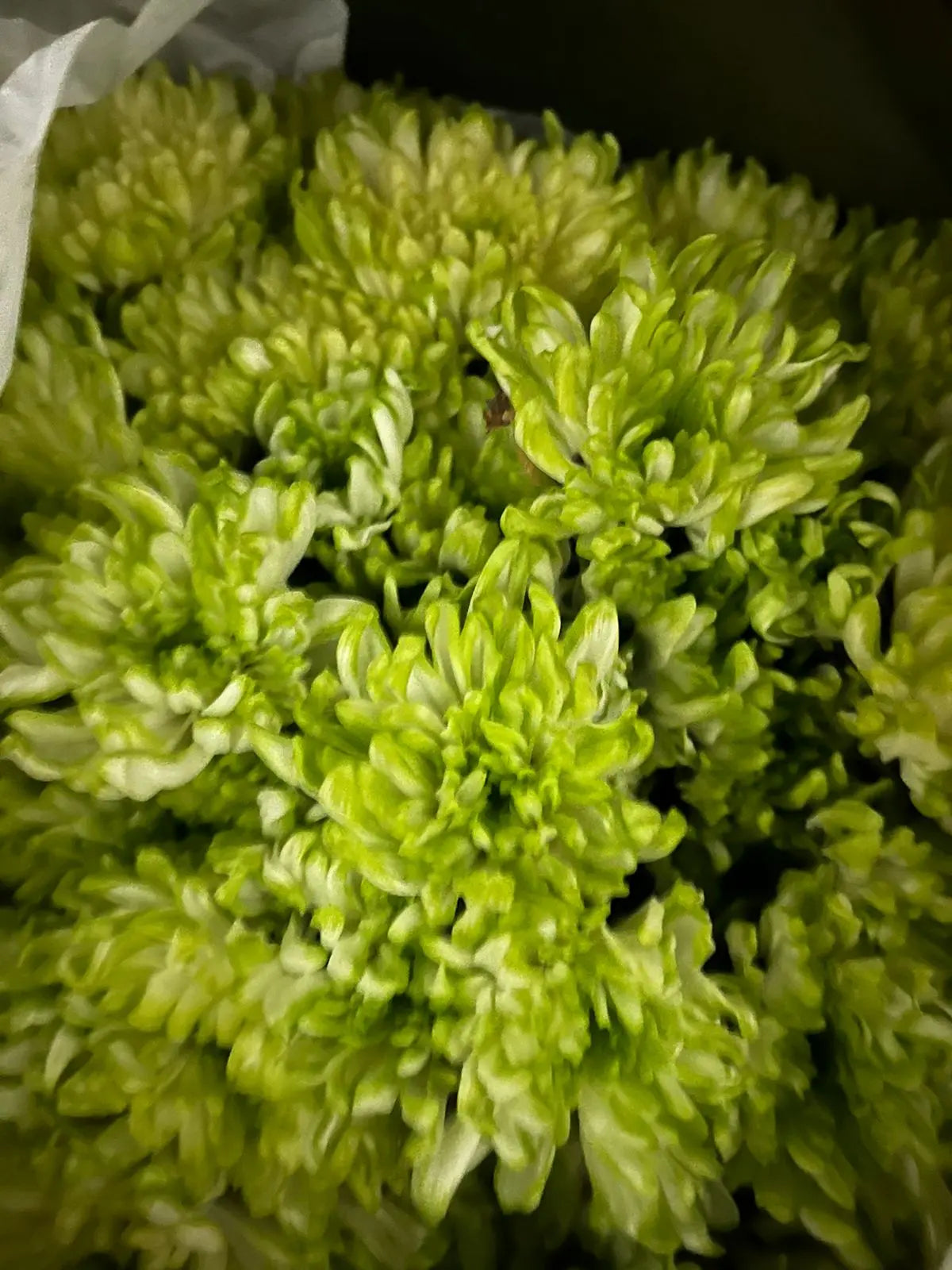 Chrysanthemum 1magnolialane