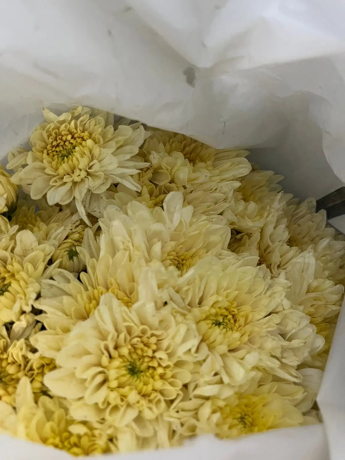 Chrysanthemum 1magnolialane