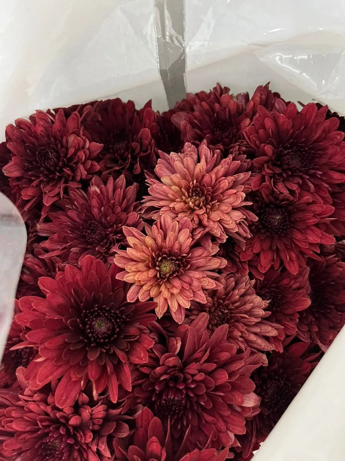 Chrysanthemum 1magnolialane