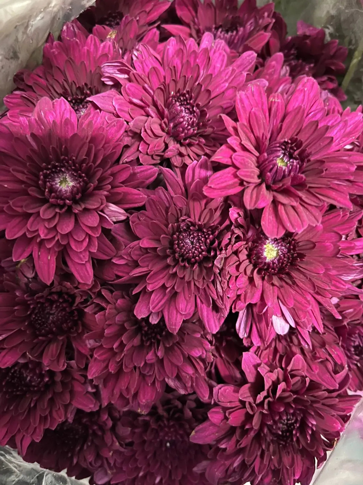 Chrysanthemum 1magnolialane
