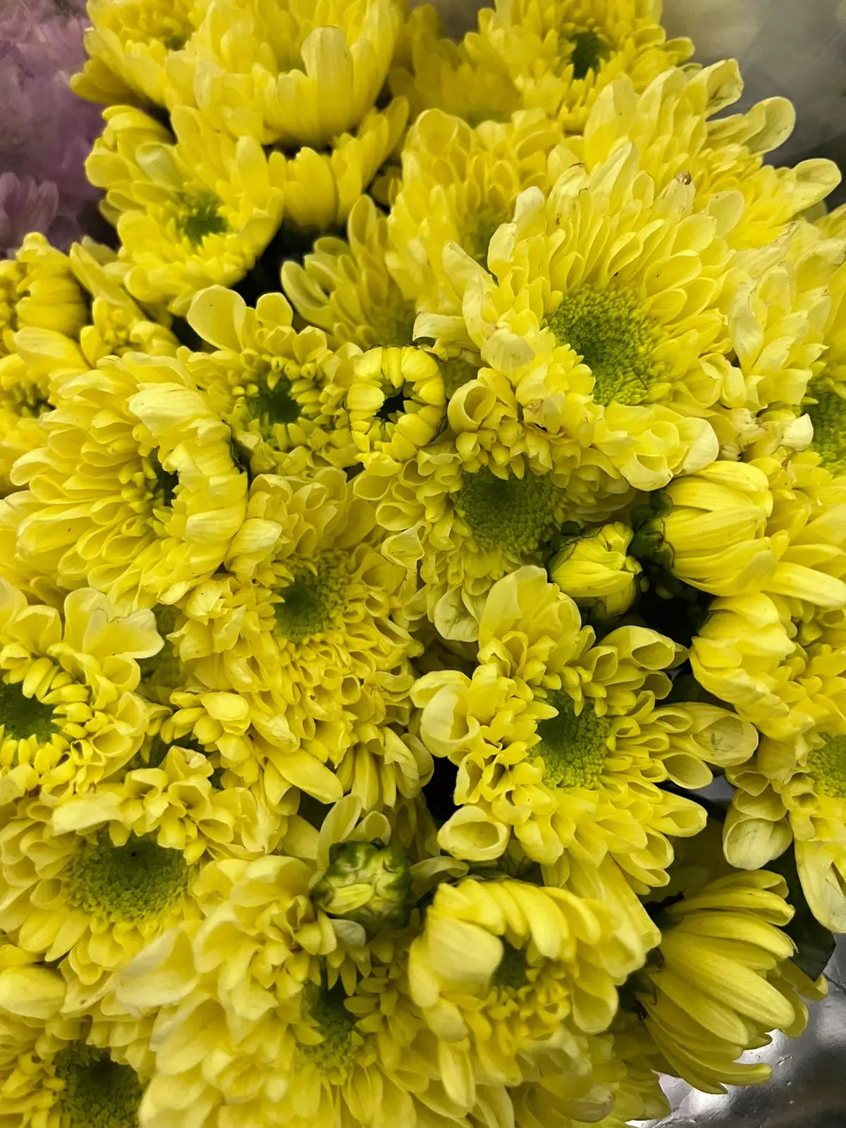 Chrysanthemum 1magnolialane