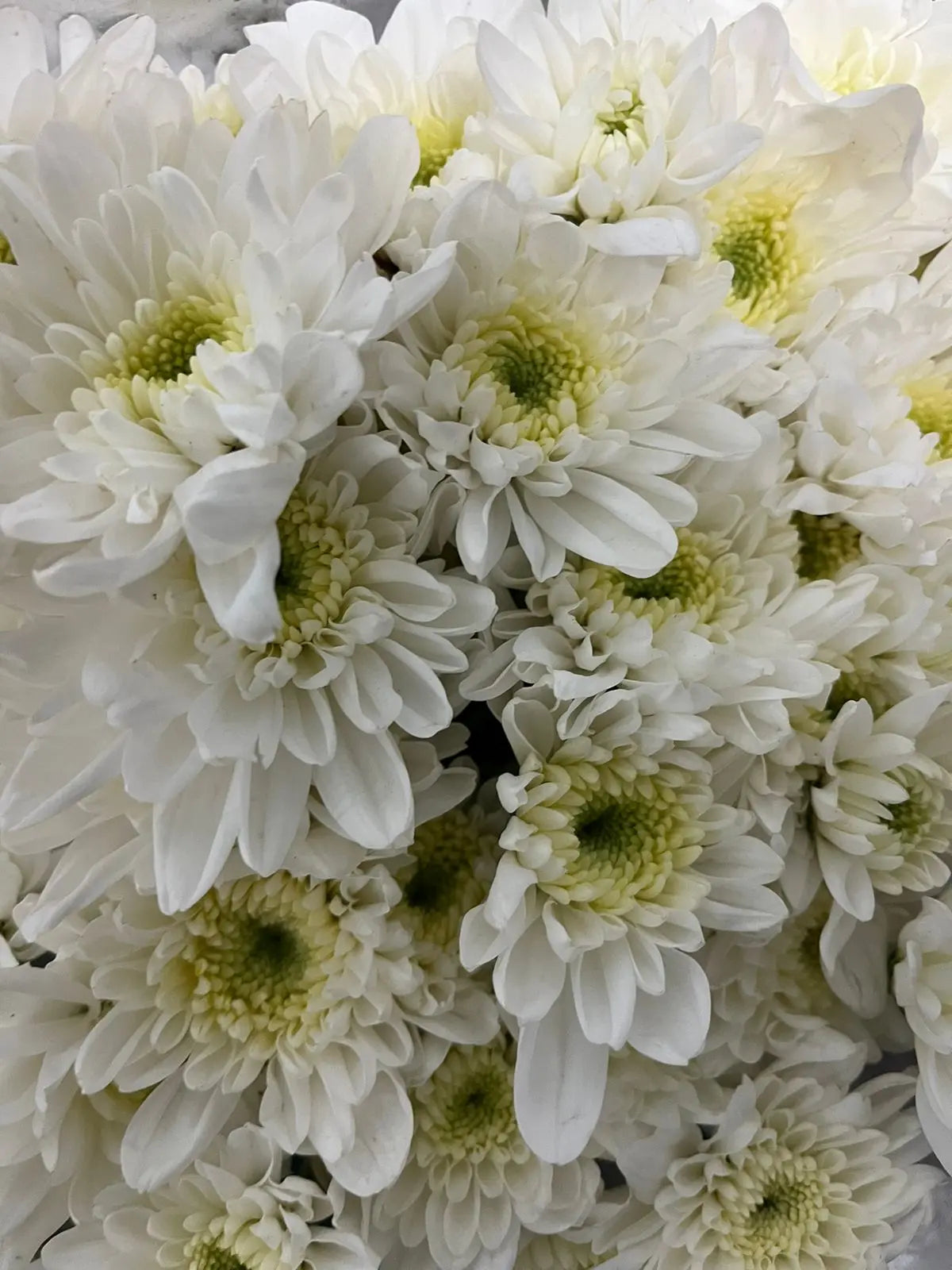 Chrysanthemum 1magnolialane