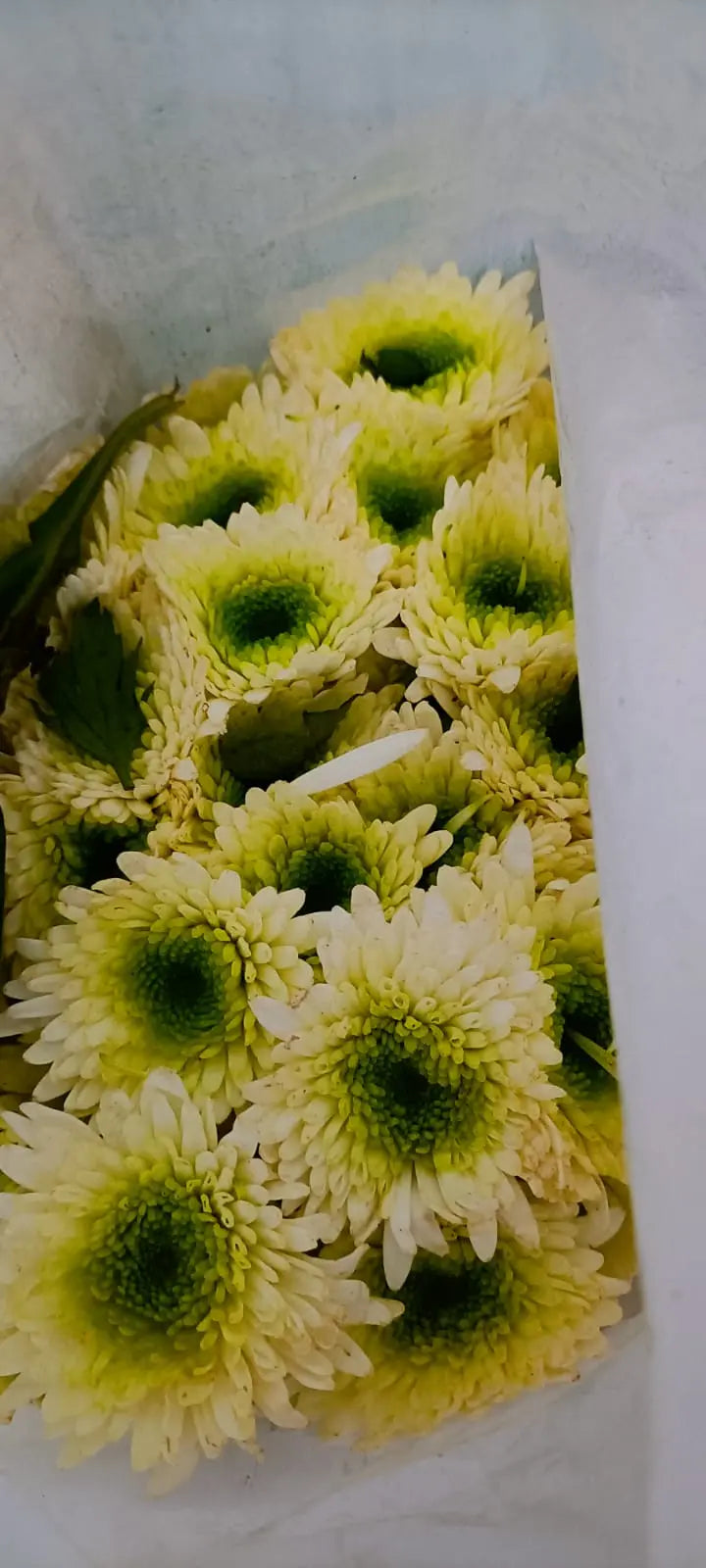 Chrysanthemum 1magnolialane