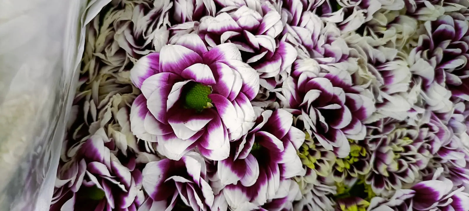 Chrysanthemum 1magnolialane