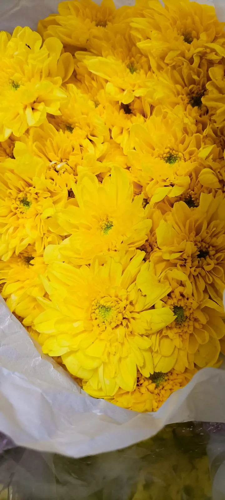Chrysanthemum 1magnolialane