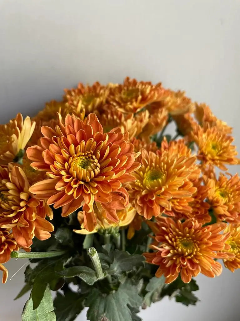 Chrysanthemum 1magnolialane
