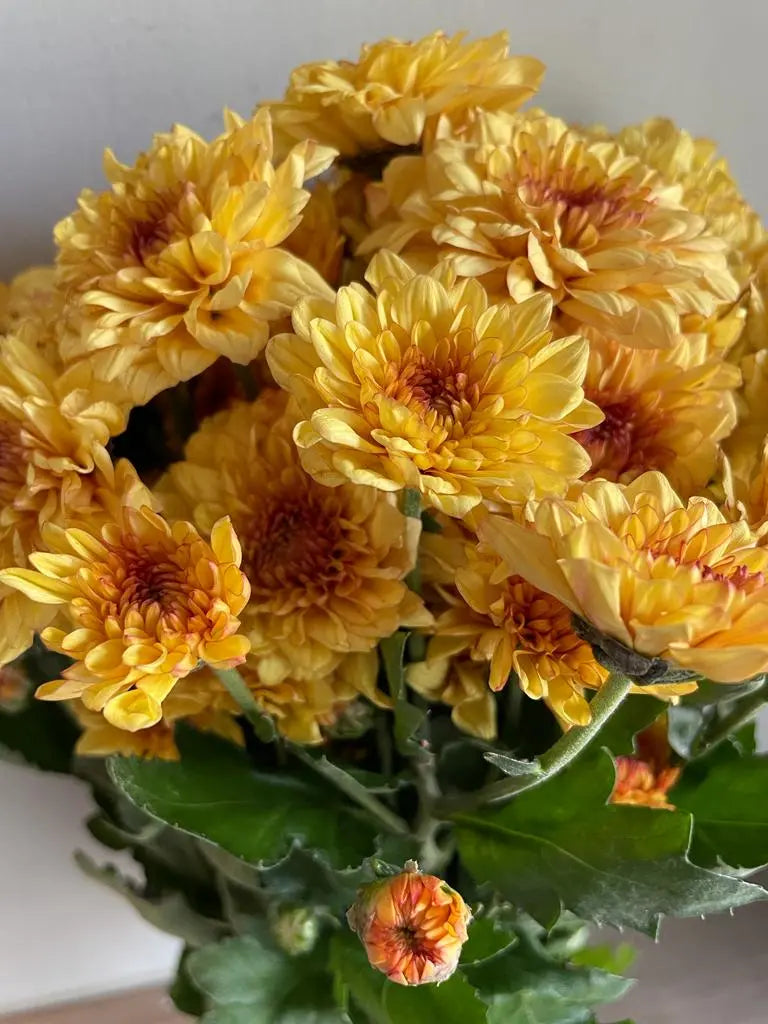 Chrysanthemum 1magnolialane