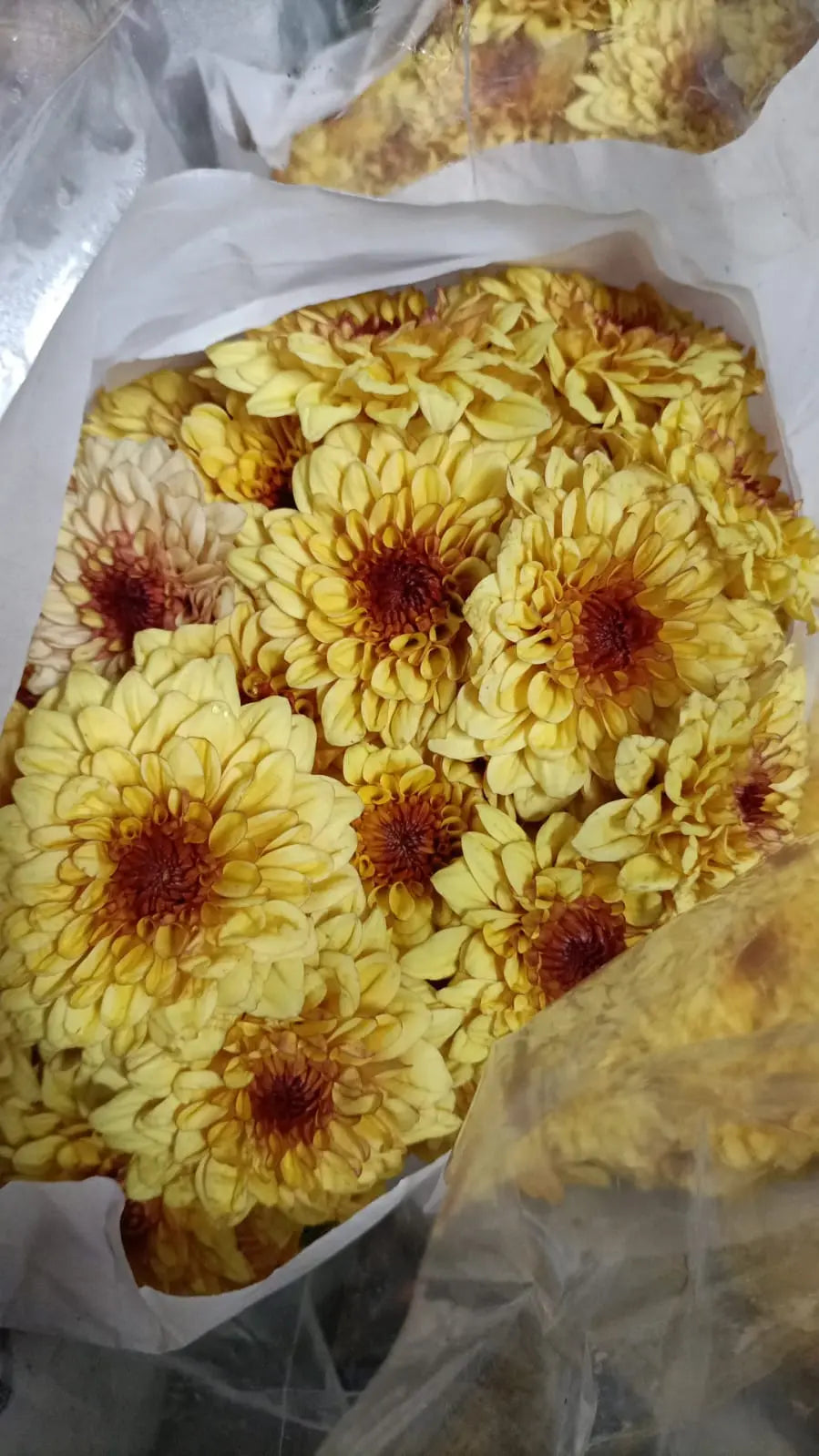 Chrysanthemum 1magnolialane