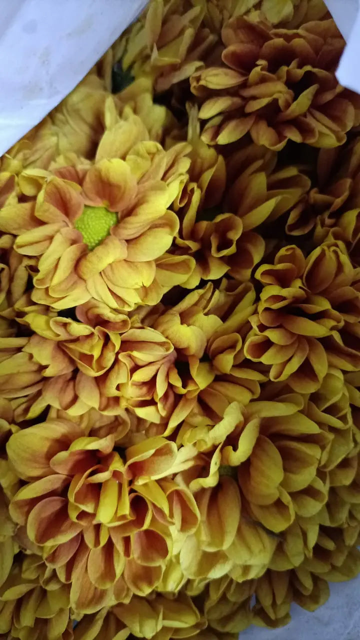 Chrysanthemum 1magnolialane