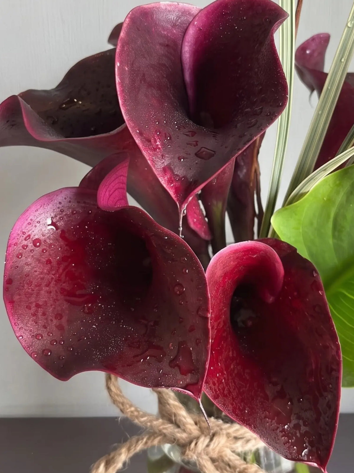 Calla Baby by 1 Magnolia Lane - image 2