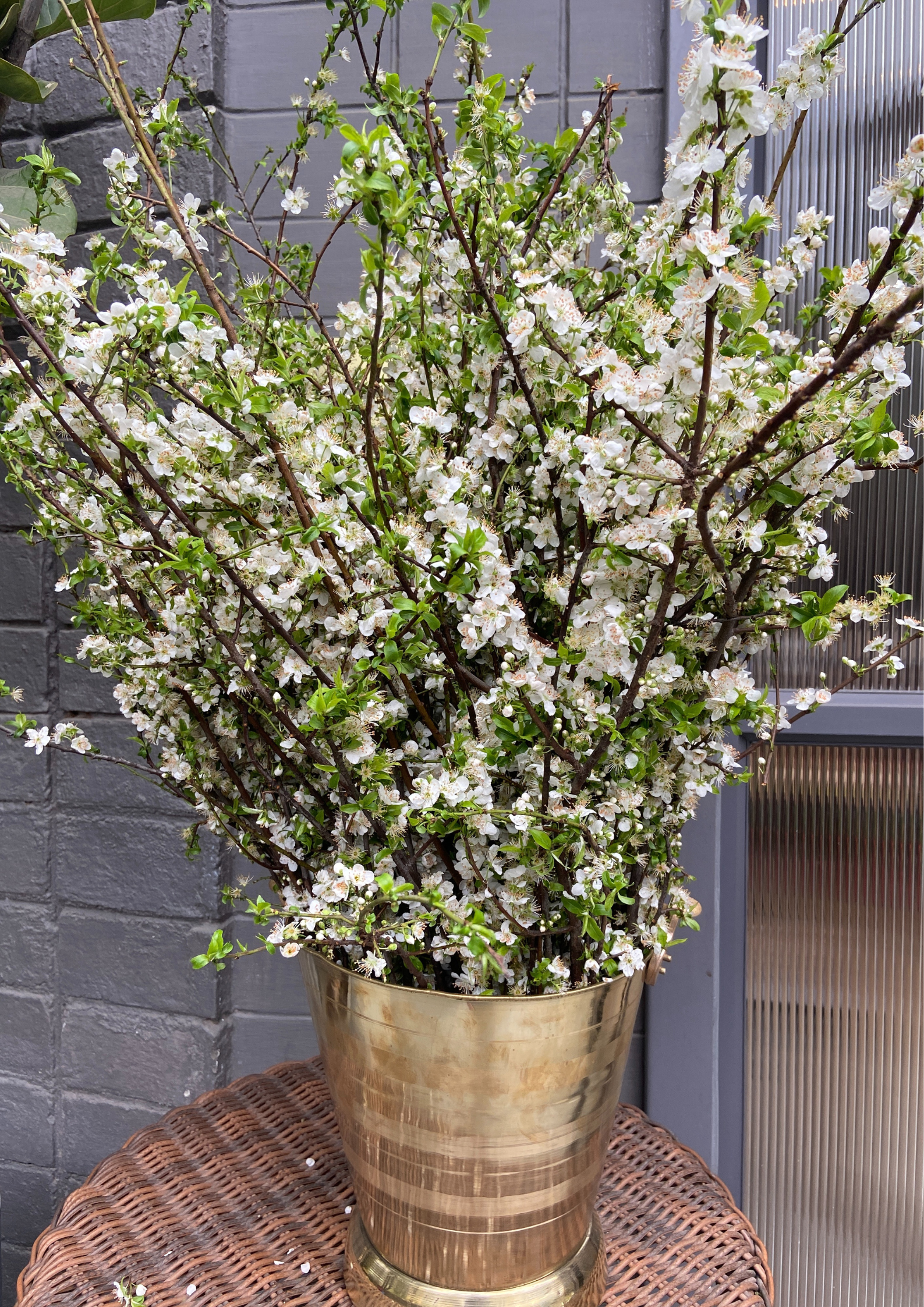 Cherry Blossoms in a Bucket