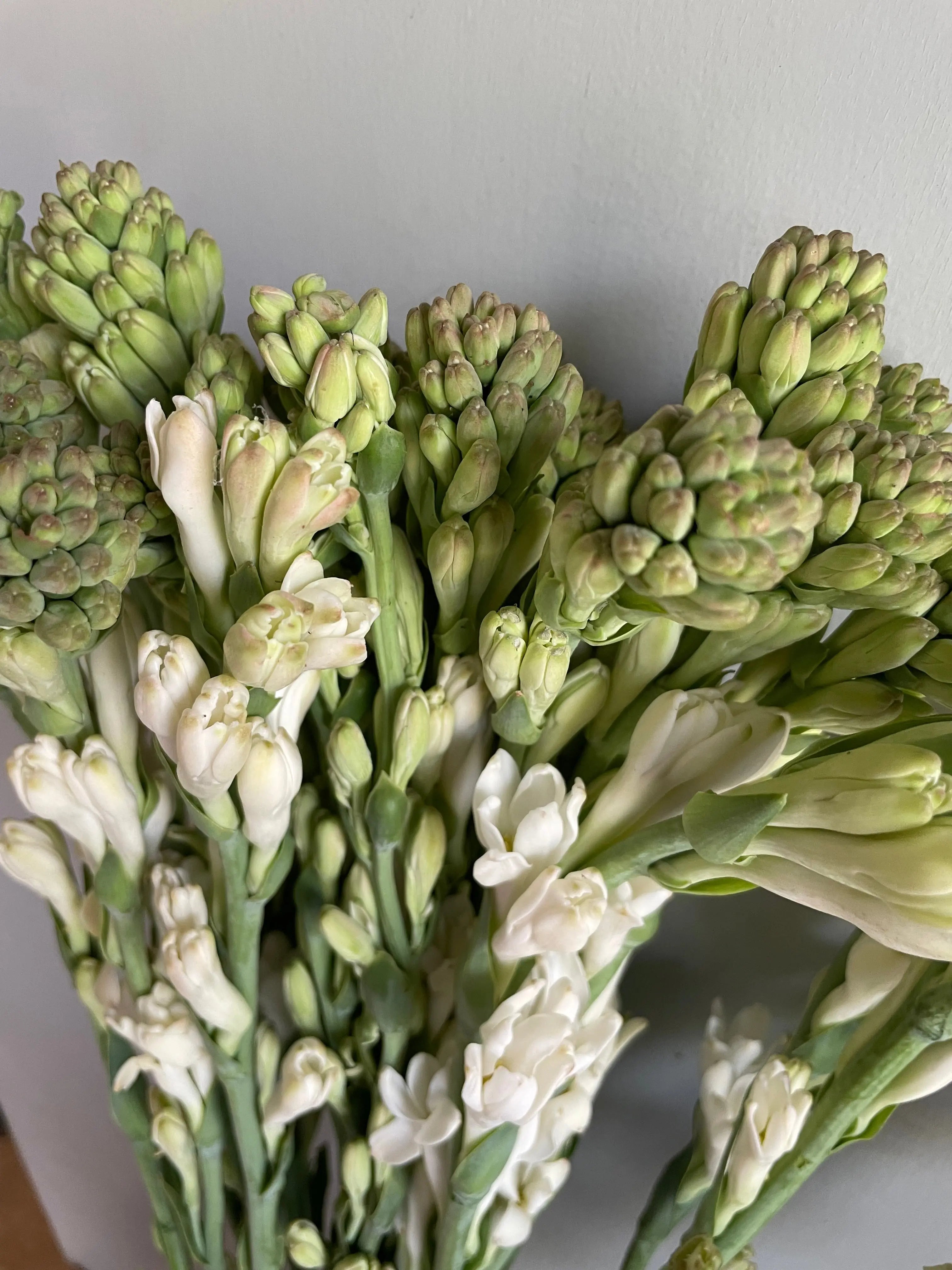 Tuberose 1magnolialane