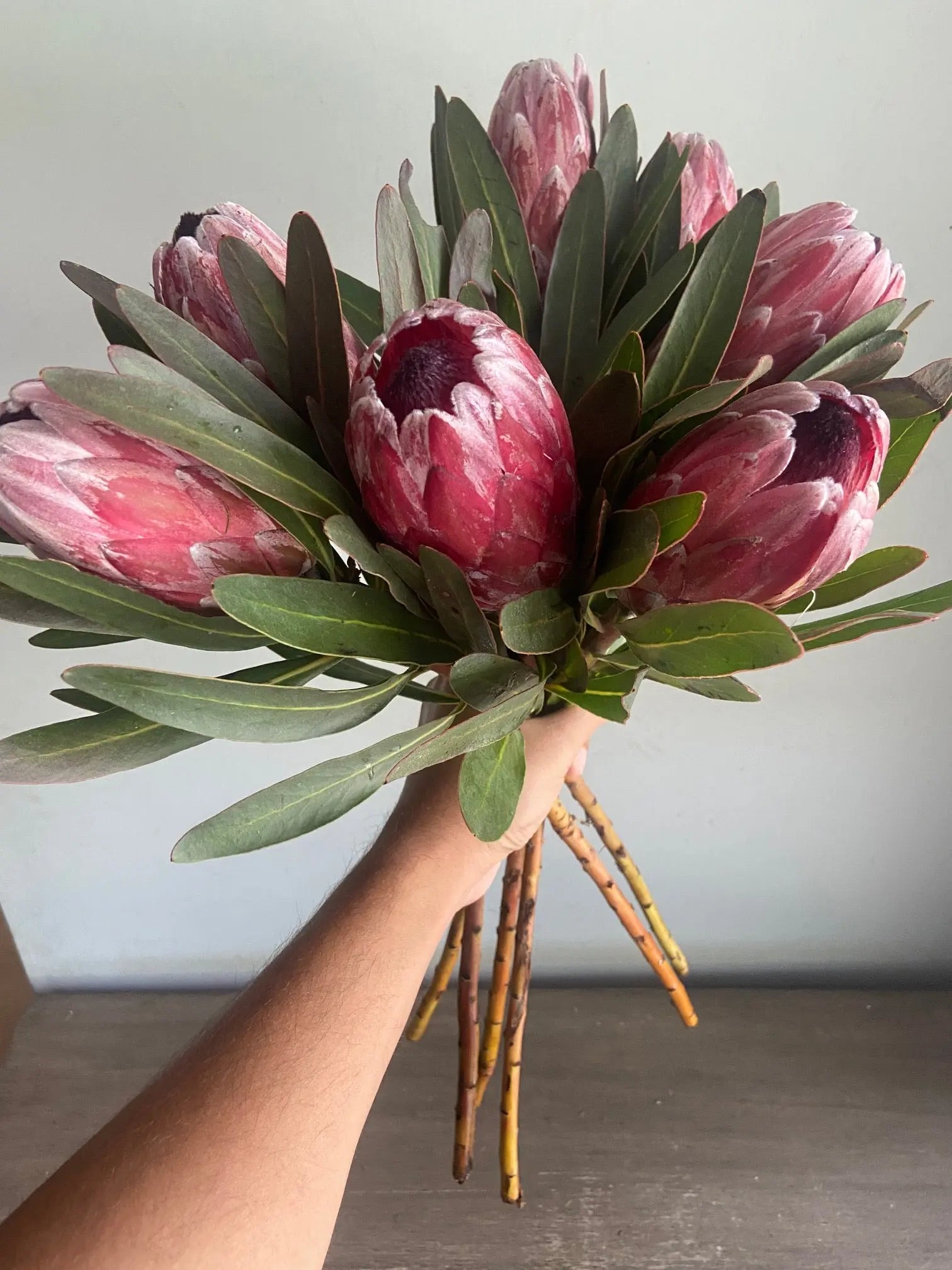 Protea 1magnolialane