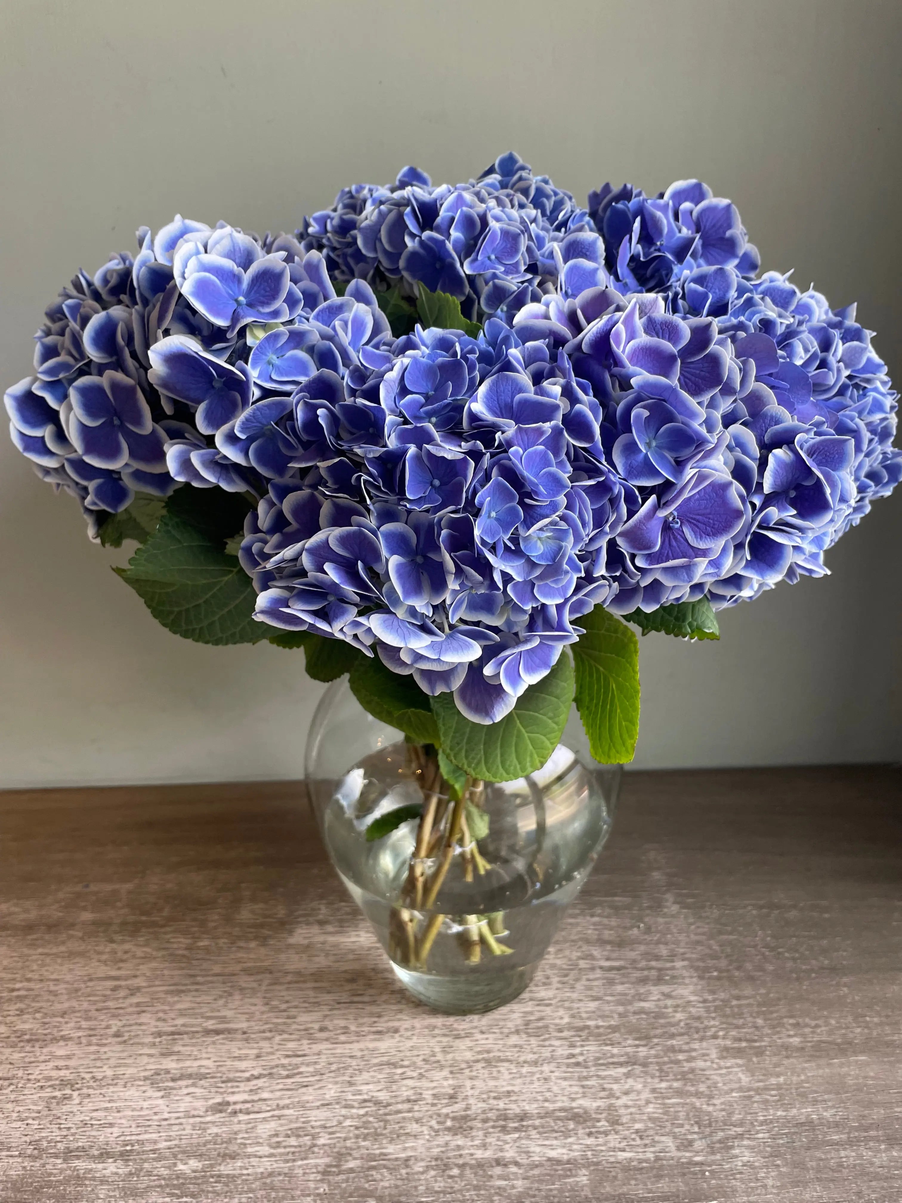 Hydrangea 1magnolialane