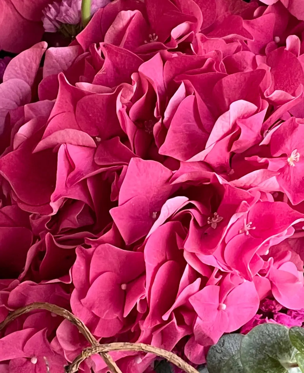 Hydrangea 1magnolialane