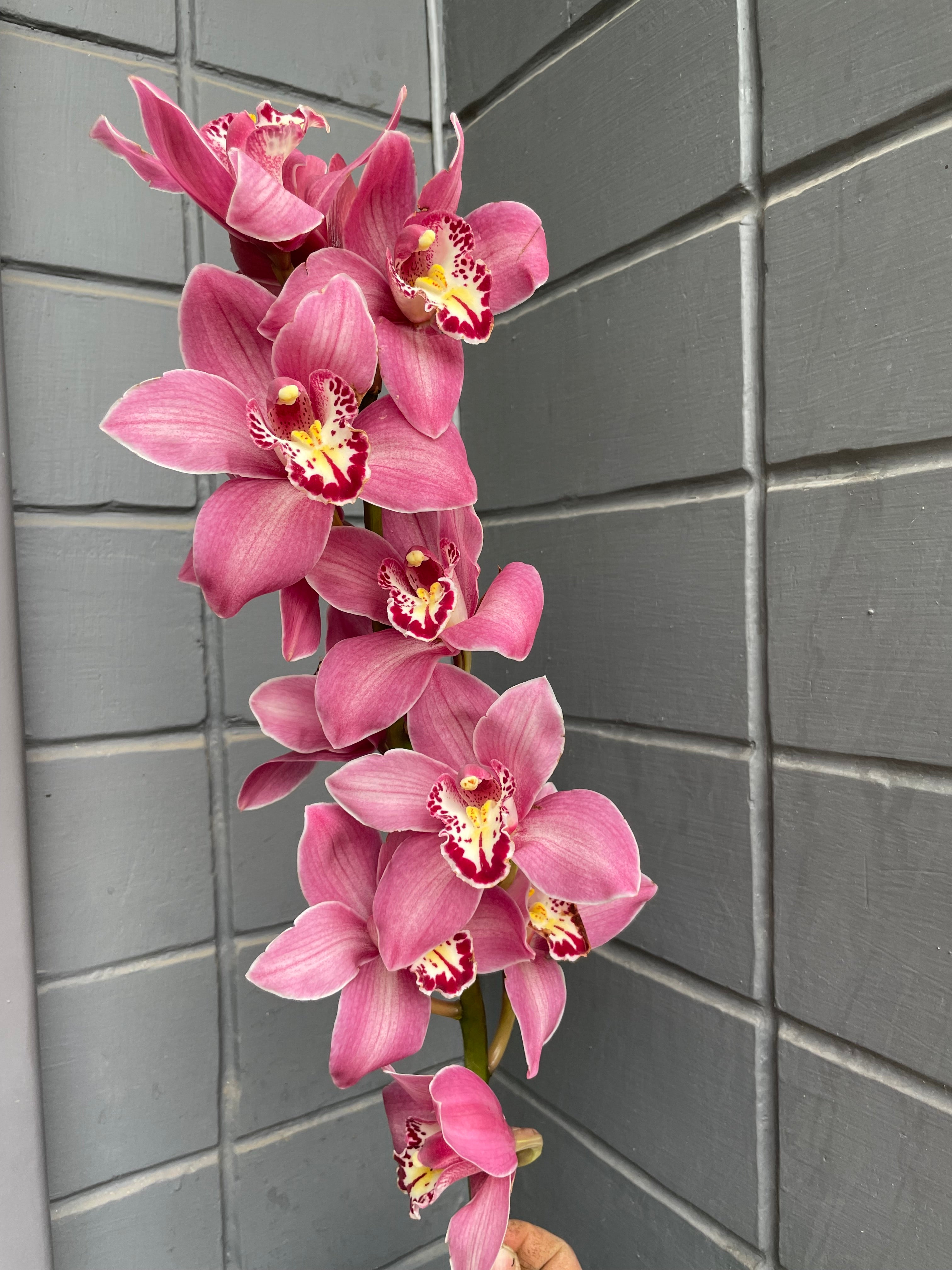 Cymbidium