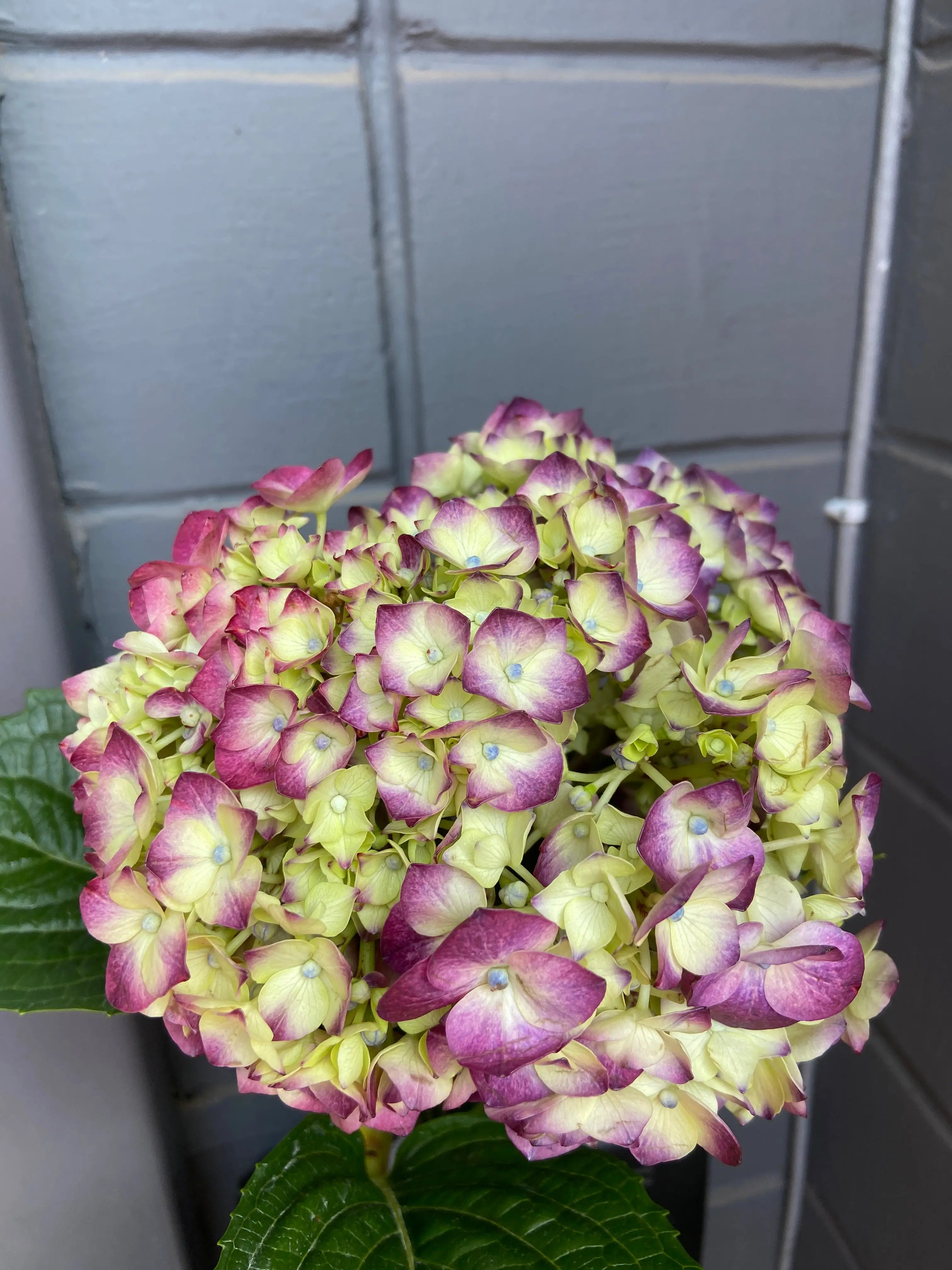 Hydrangea 1magnolialane