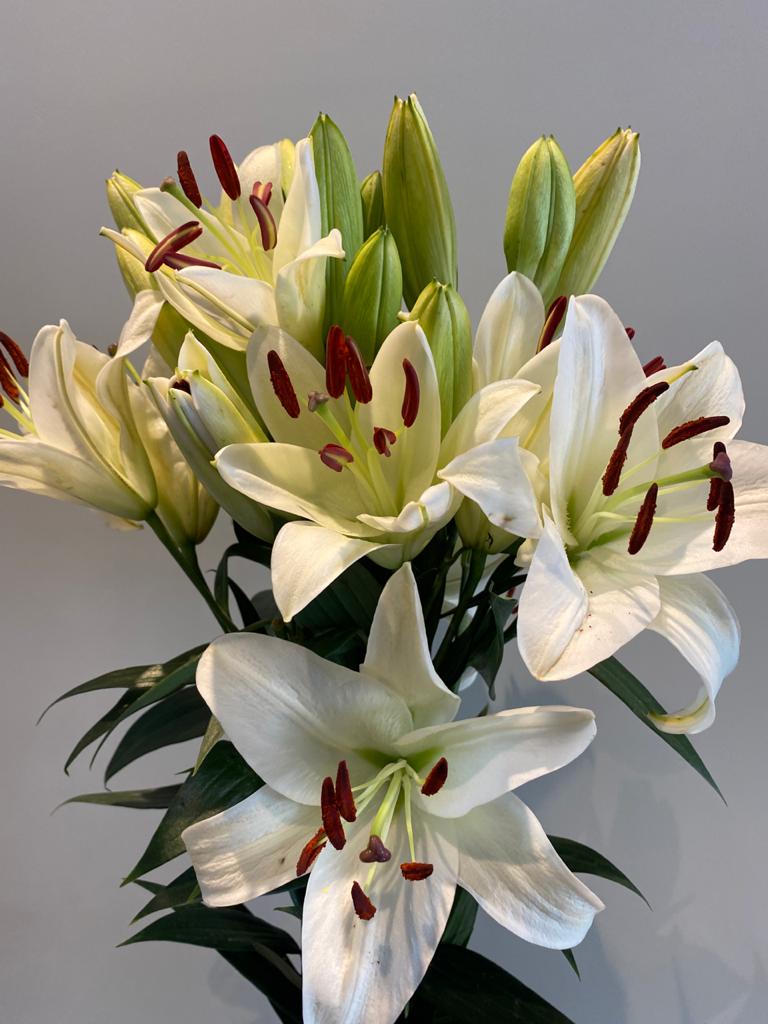 Oriental Lily