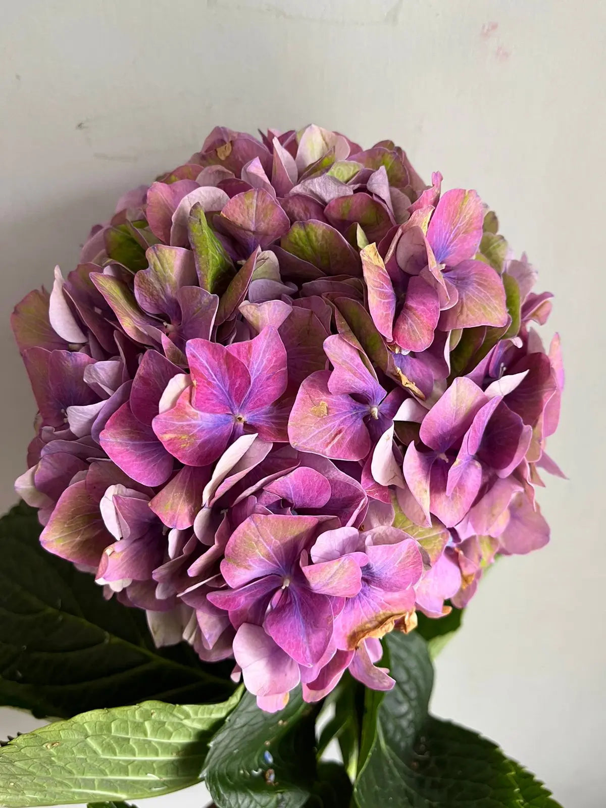 Hydrangea 1magnolialane