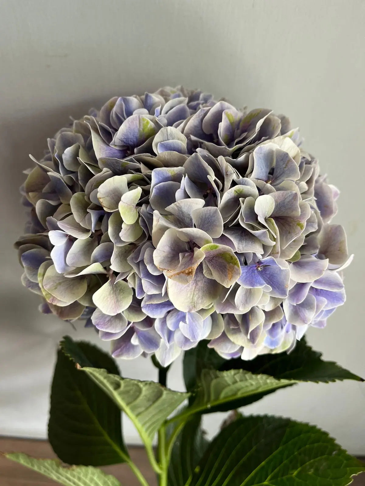 Hydrangea 1magnolialane