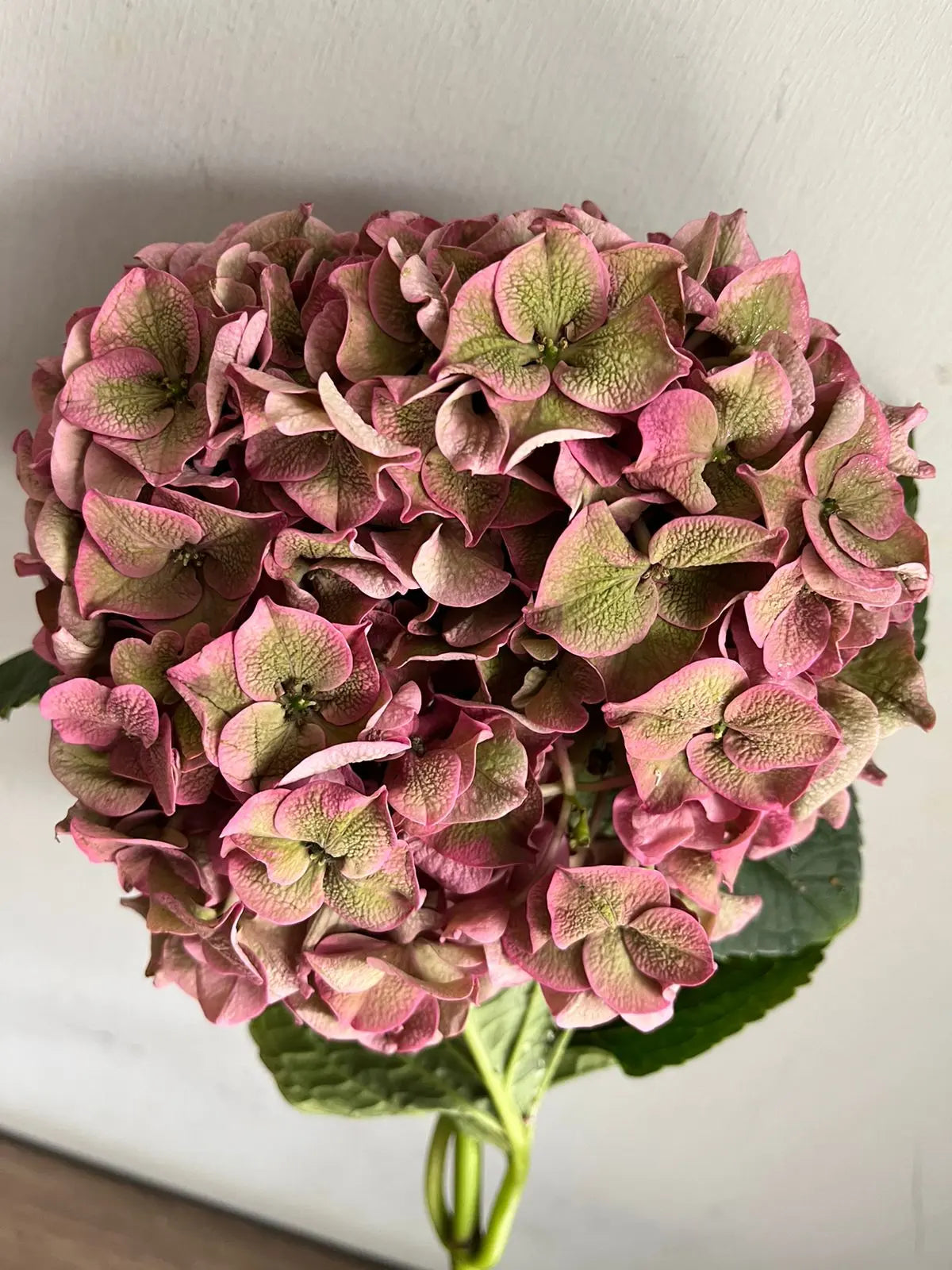 Hydrangea 1magnolialane