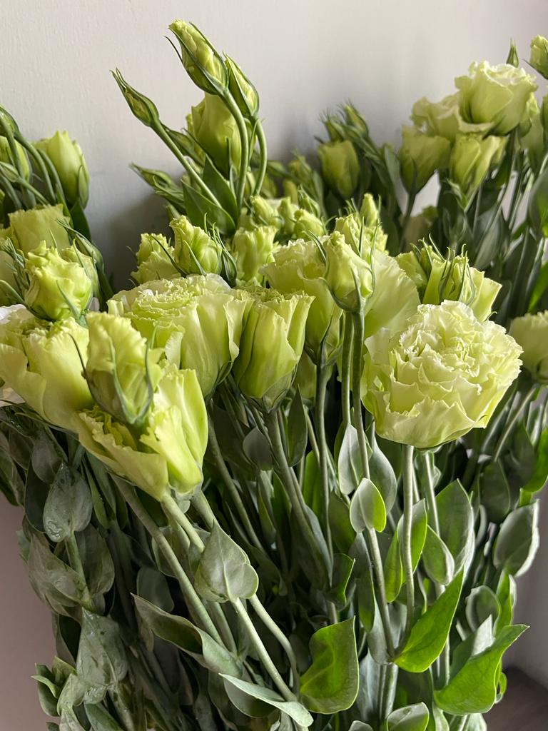 Lisianthus