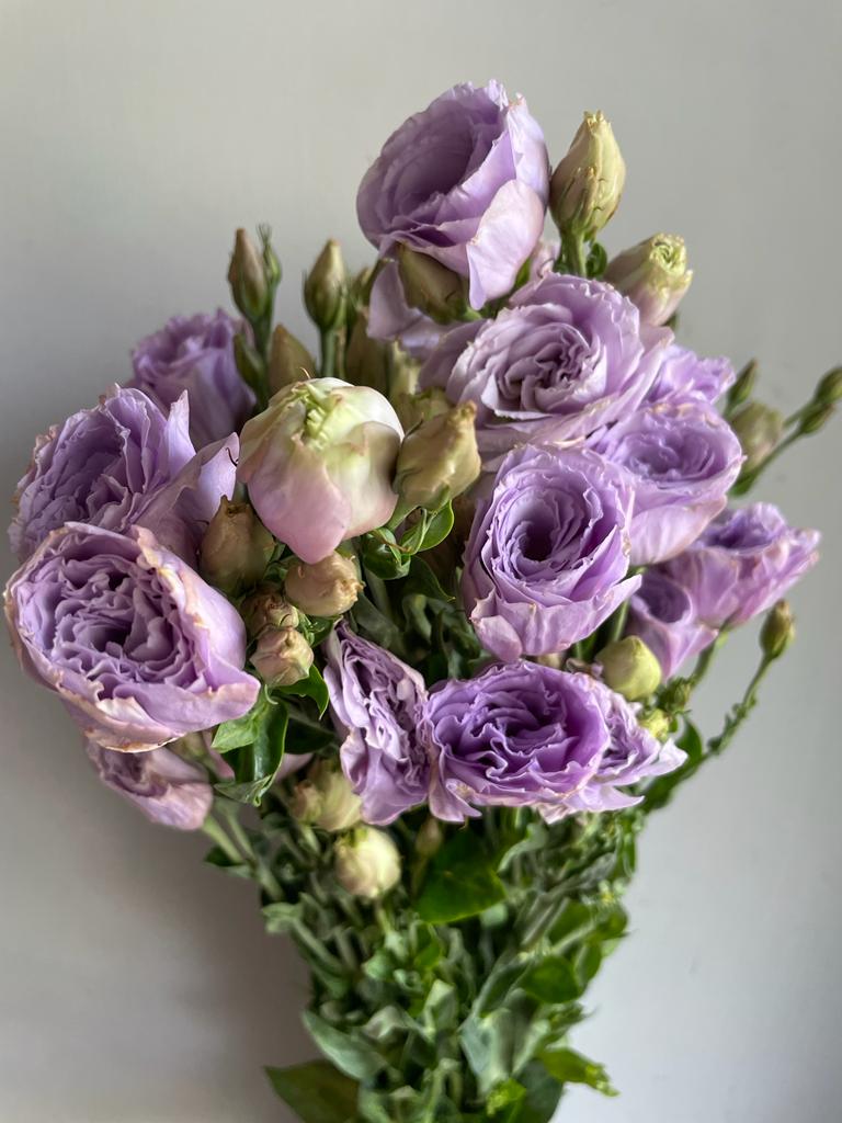 Lisianthus