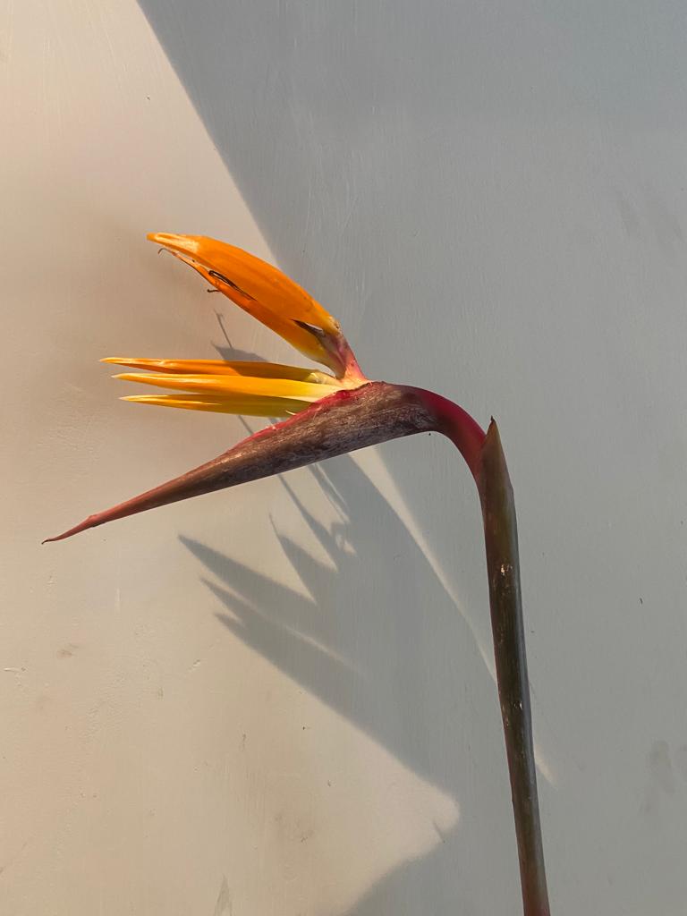 Bird of Paradise