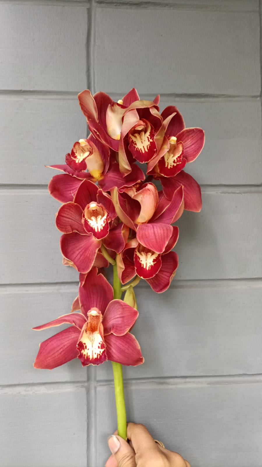 Cymbidium