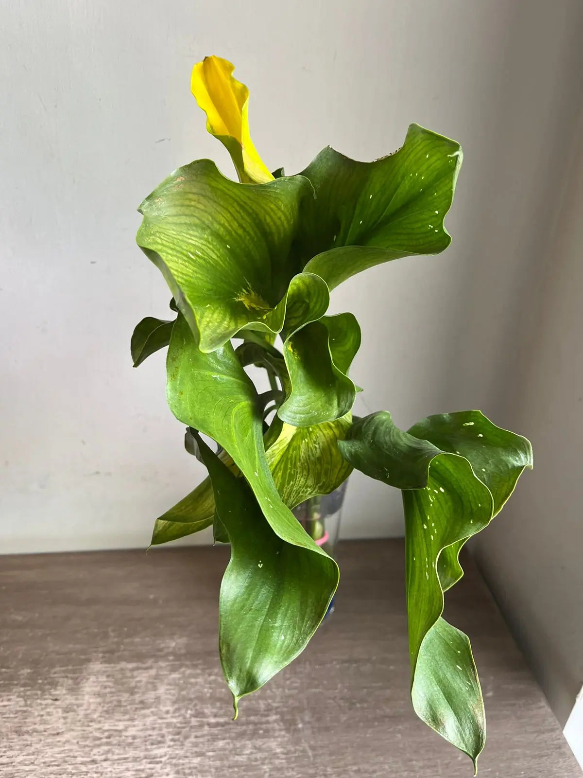 Calla Lily 1magnolialane