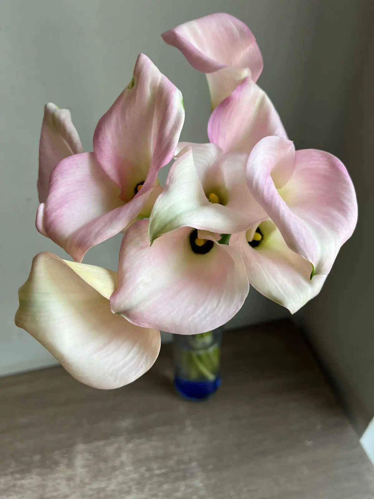 Calla Lily 1magnolialane