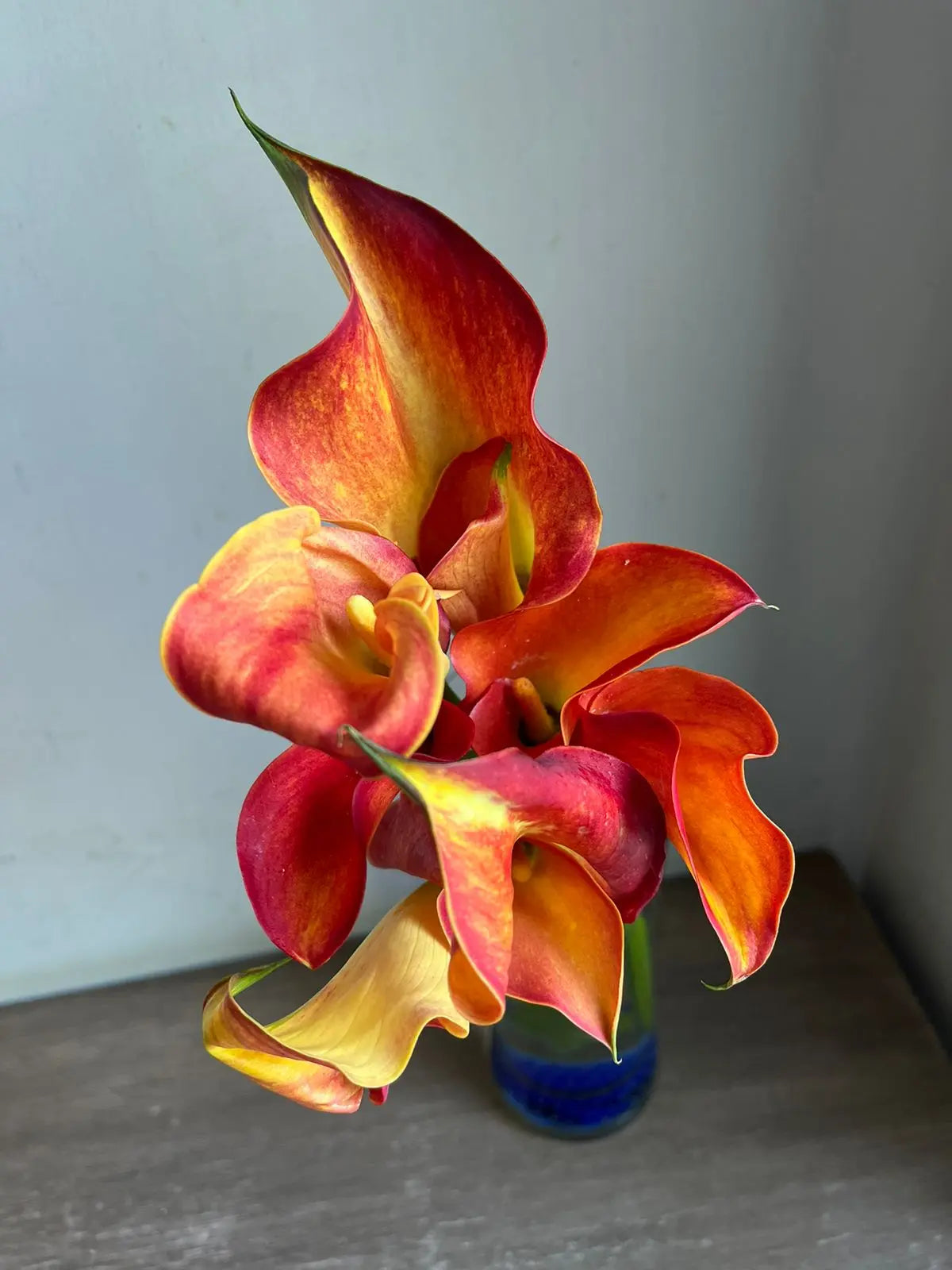 Calla Lily 1magnolialane