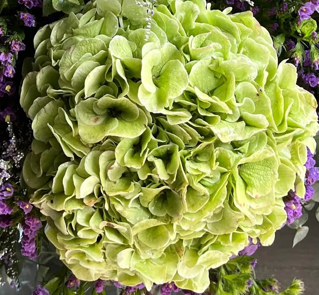 Hydrangea 1magnolialane